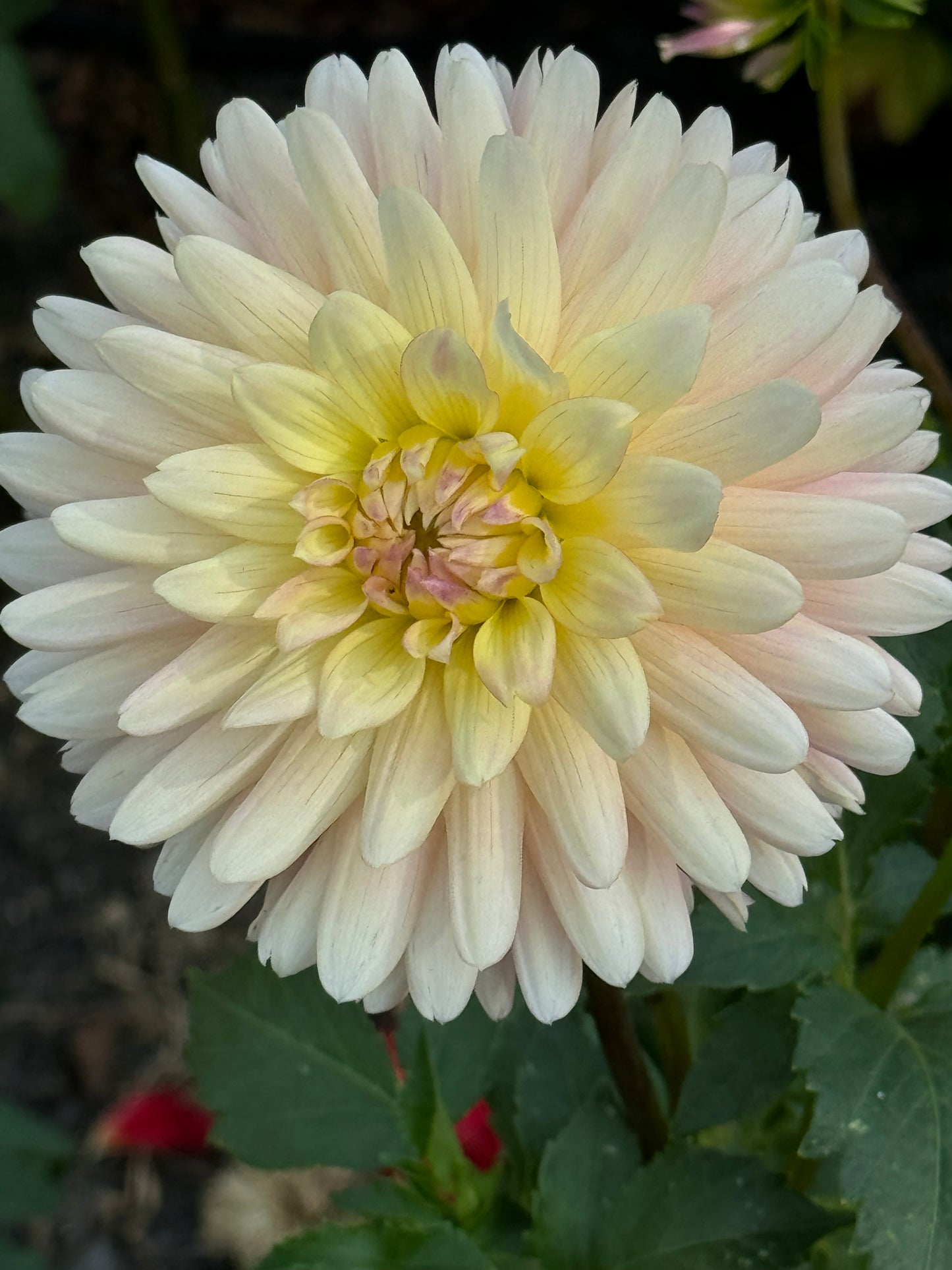 Bo-Peep Dahlia