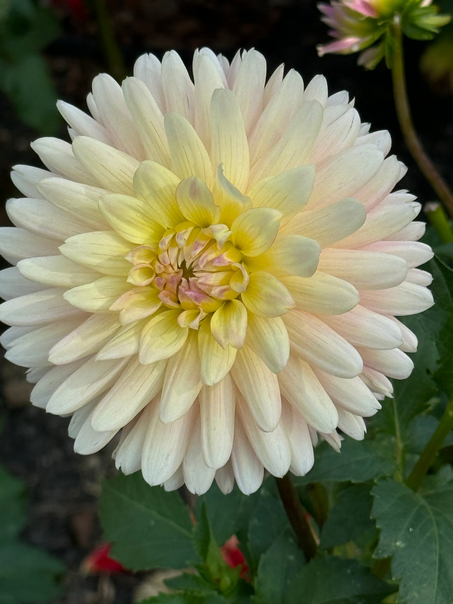 Bo-Peep Dahlia