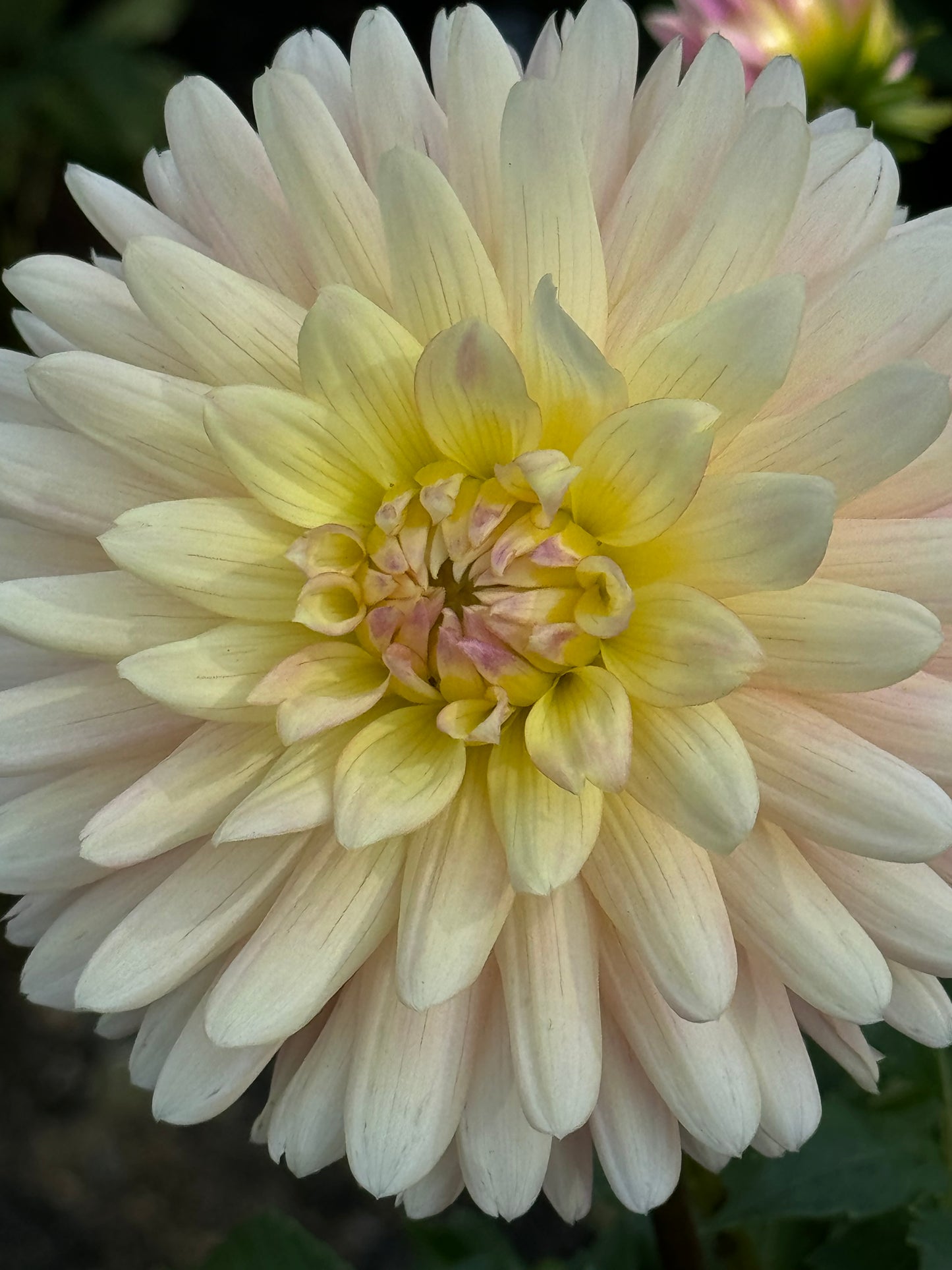 Bo-Peep Dahlia