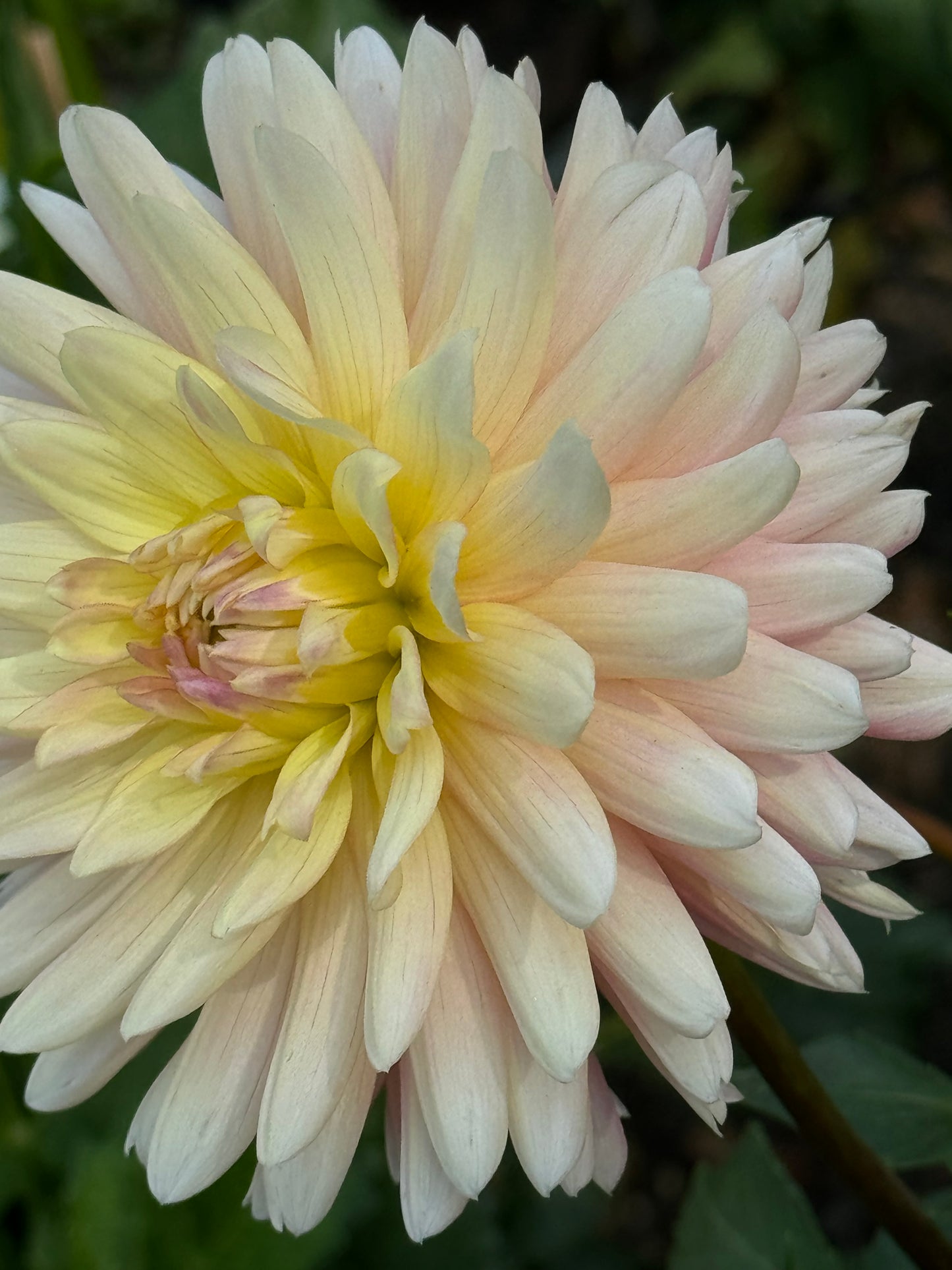 Bo-Peep Dahlia