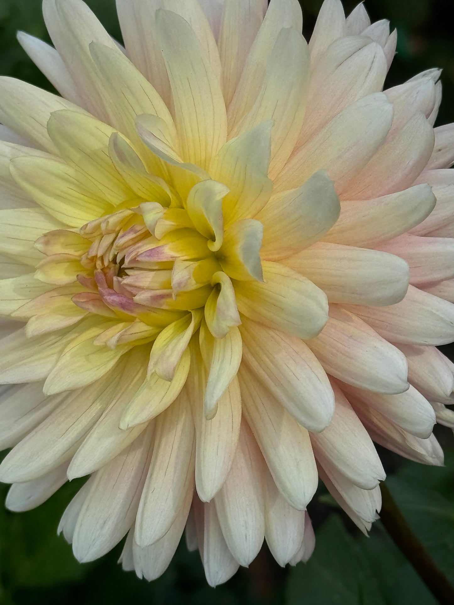 Bo-Peep Dahlia