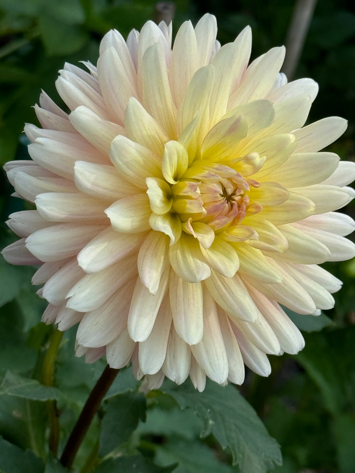 Bo-Peep Dahlia