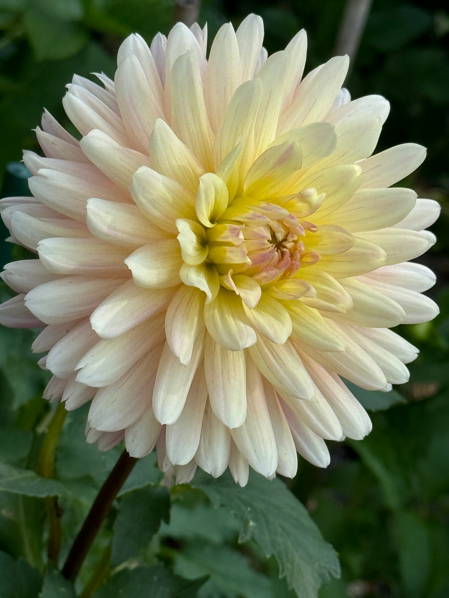 Bo-Peep Dahlia