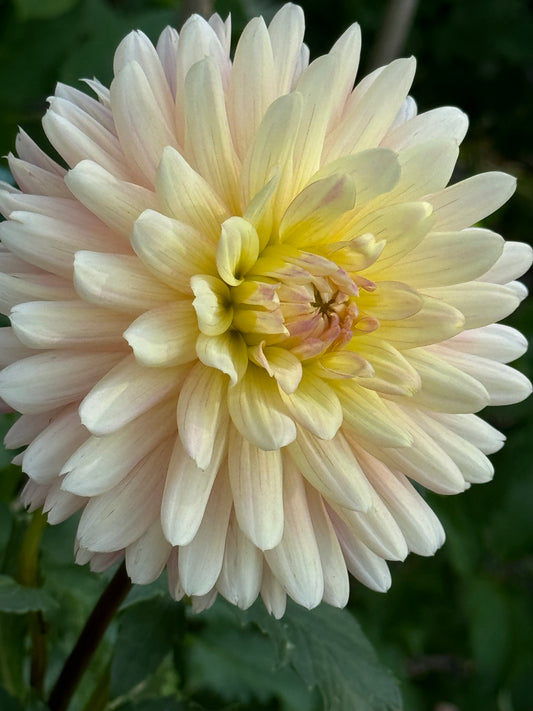 Bo-Peep Dahlia