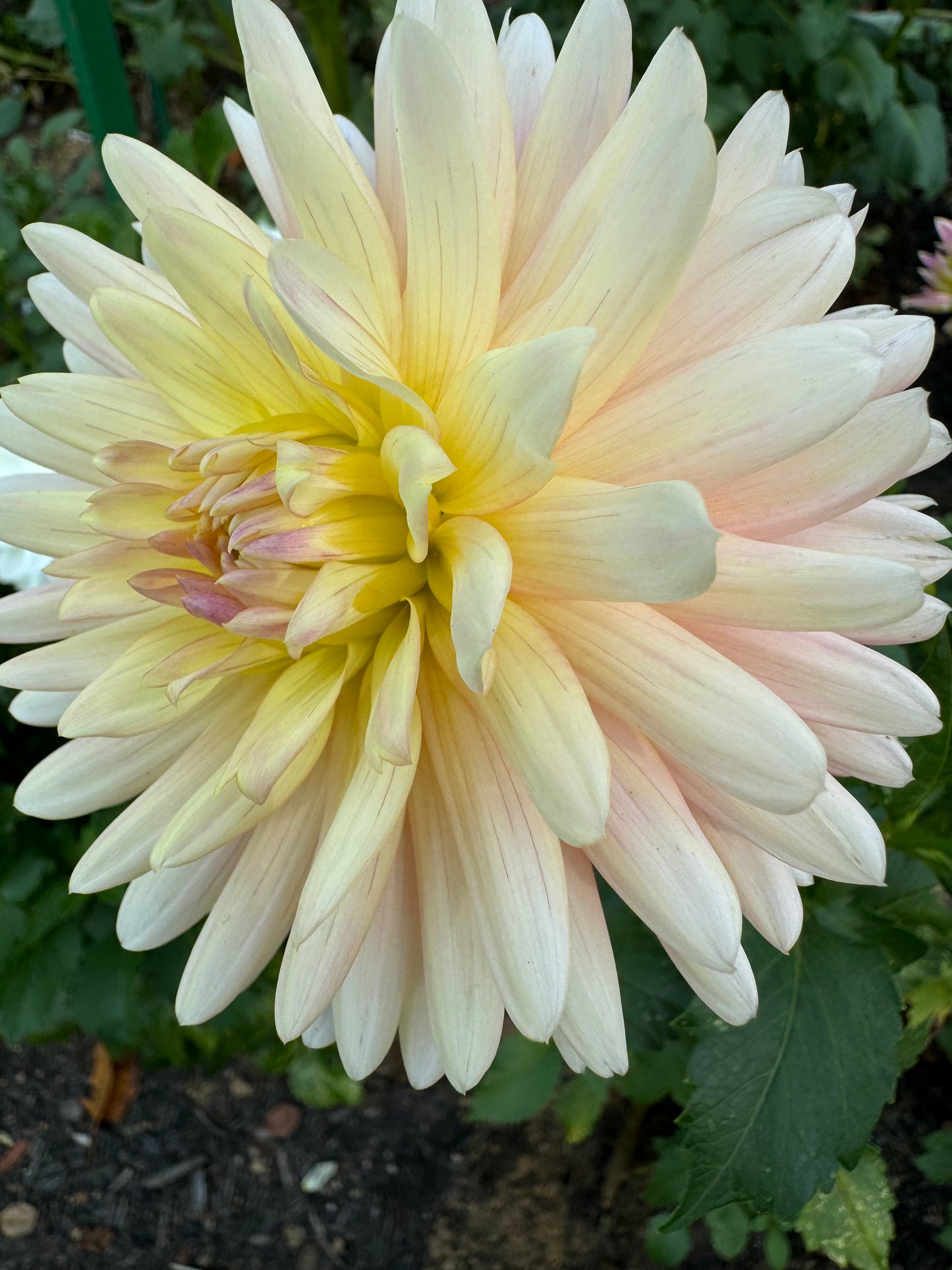 Bo-Peep Dahlia