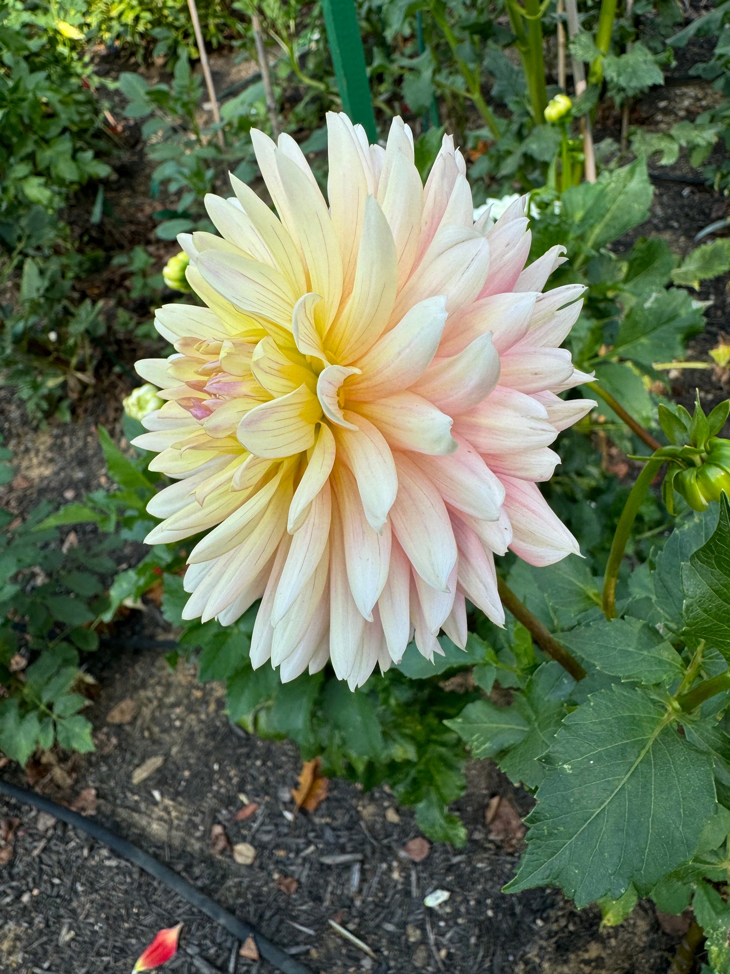 Bo-Peep Dahlia