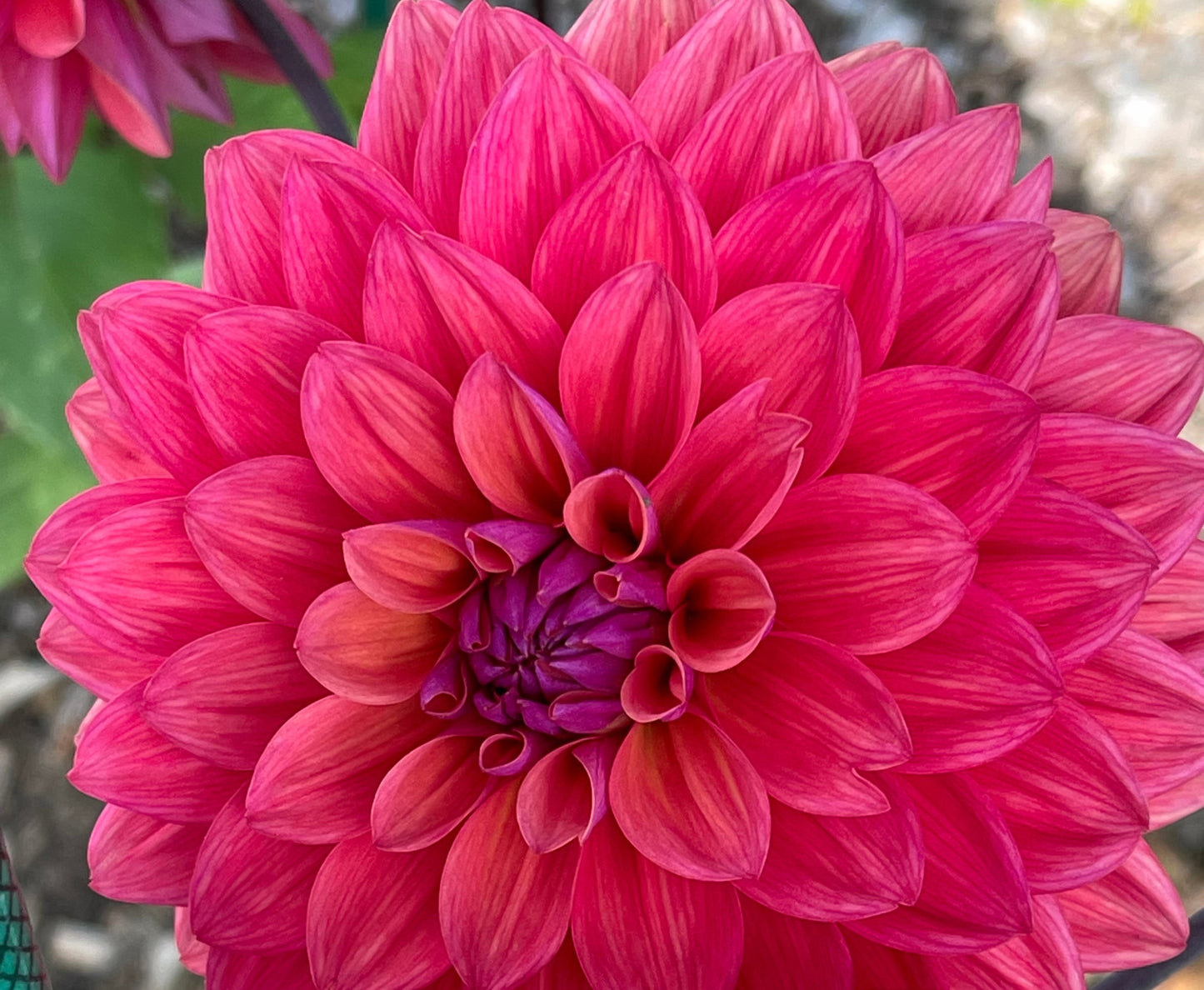 American Down Dahlia