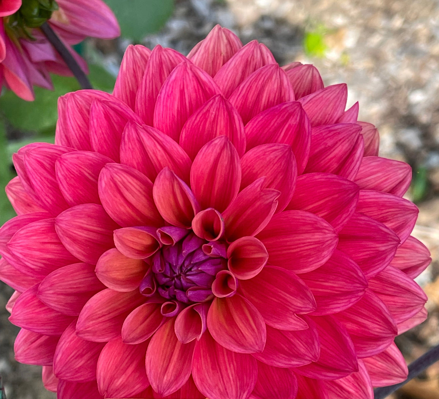 American Down Dahlia