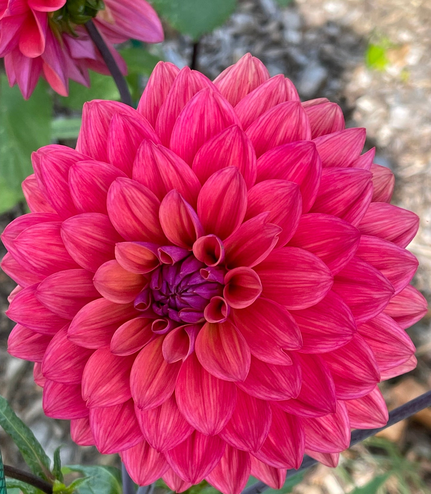 American Down Dahlia