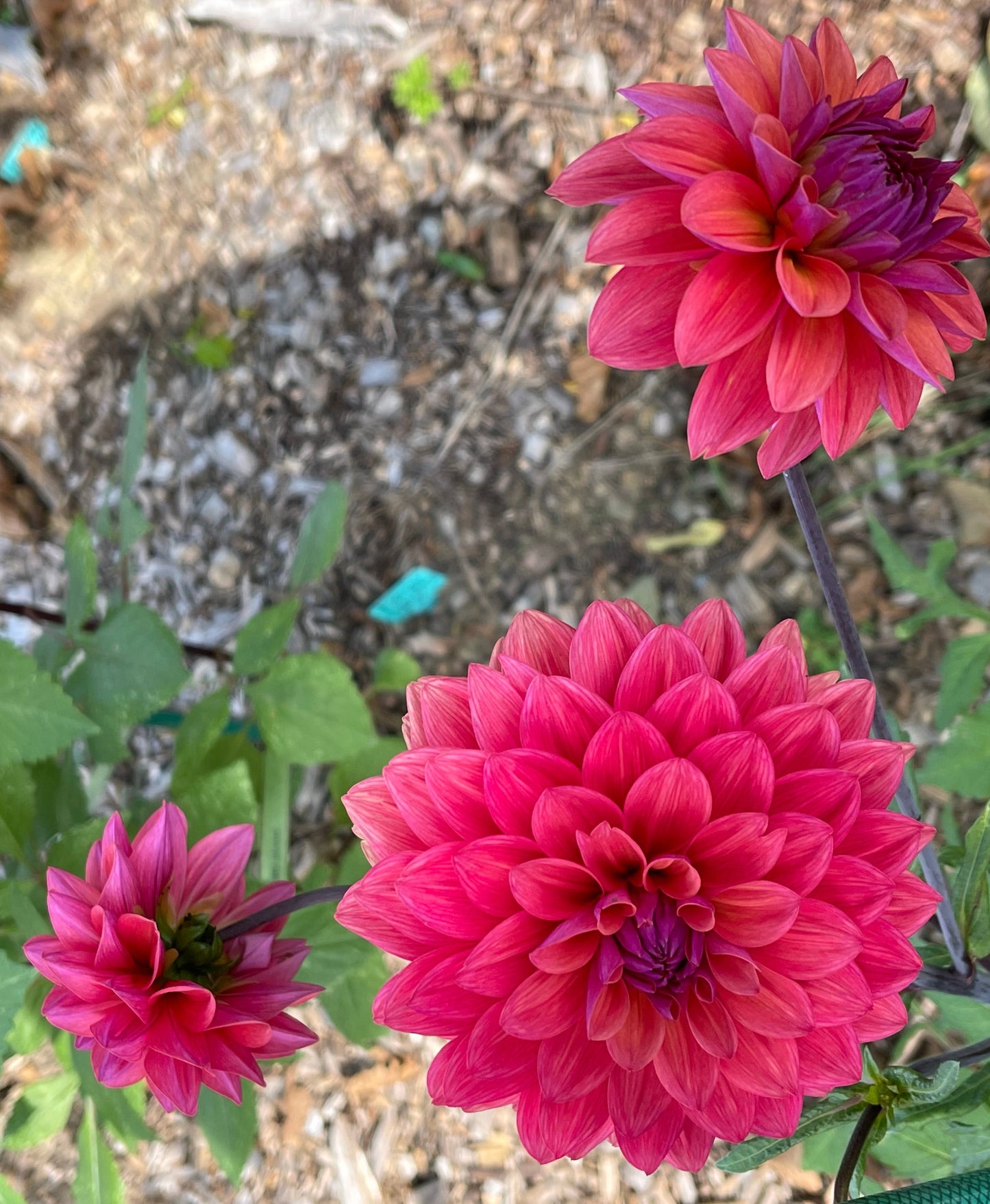 American Down Dahlia
