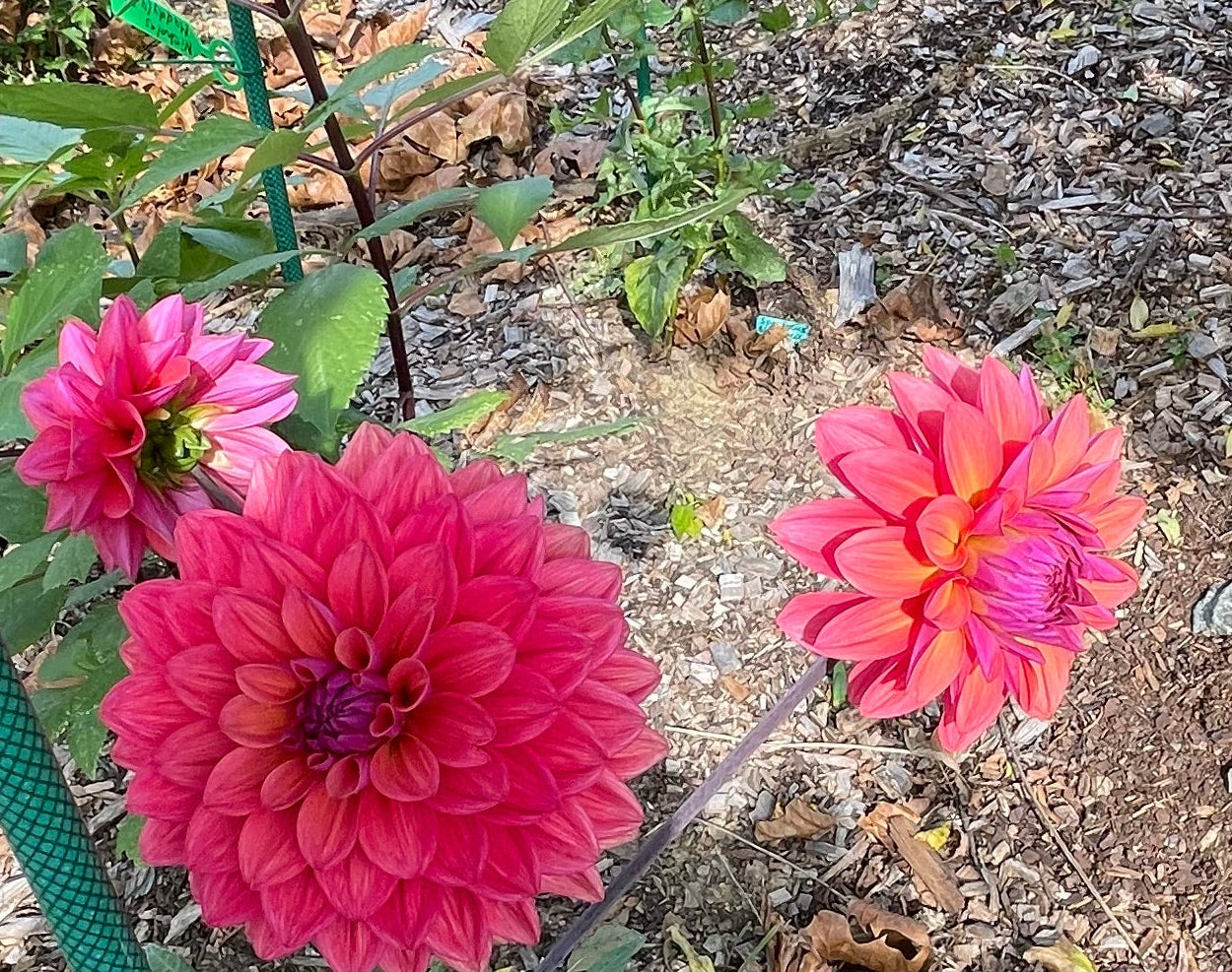 American Down Dahlia