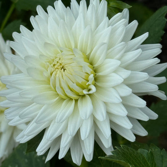 All Triumph Dahlia