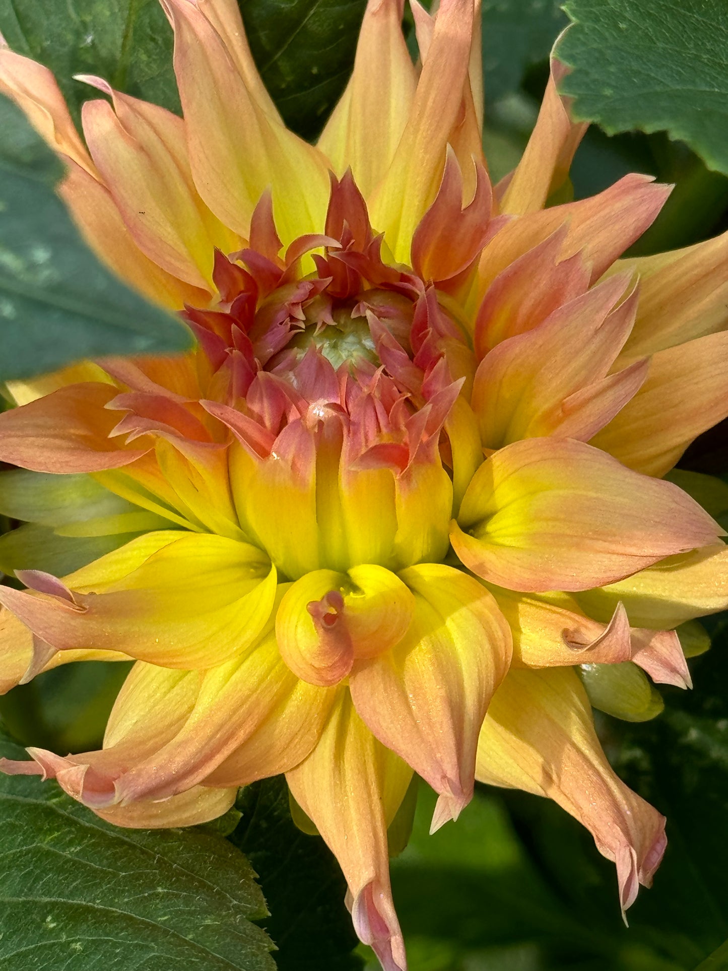 Bar Sun Up Dahlia