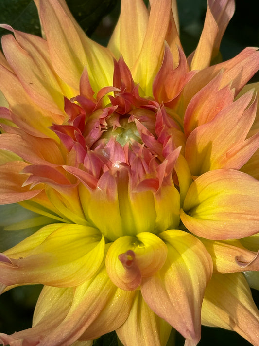 Bar Sun Up Dahlia