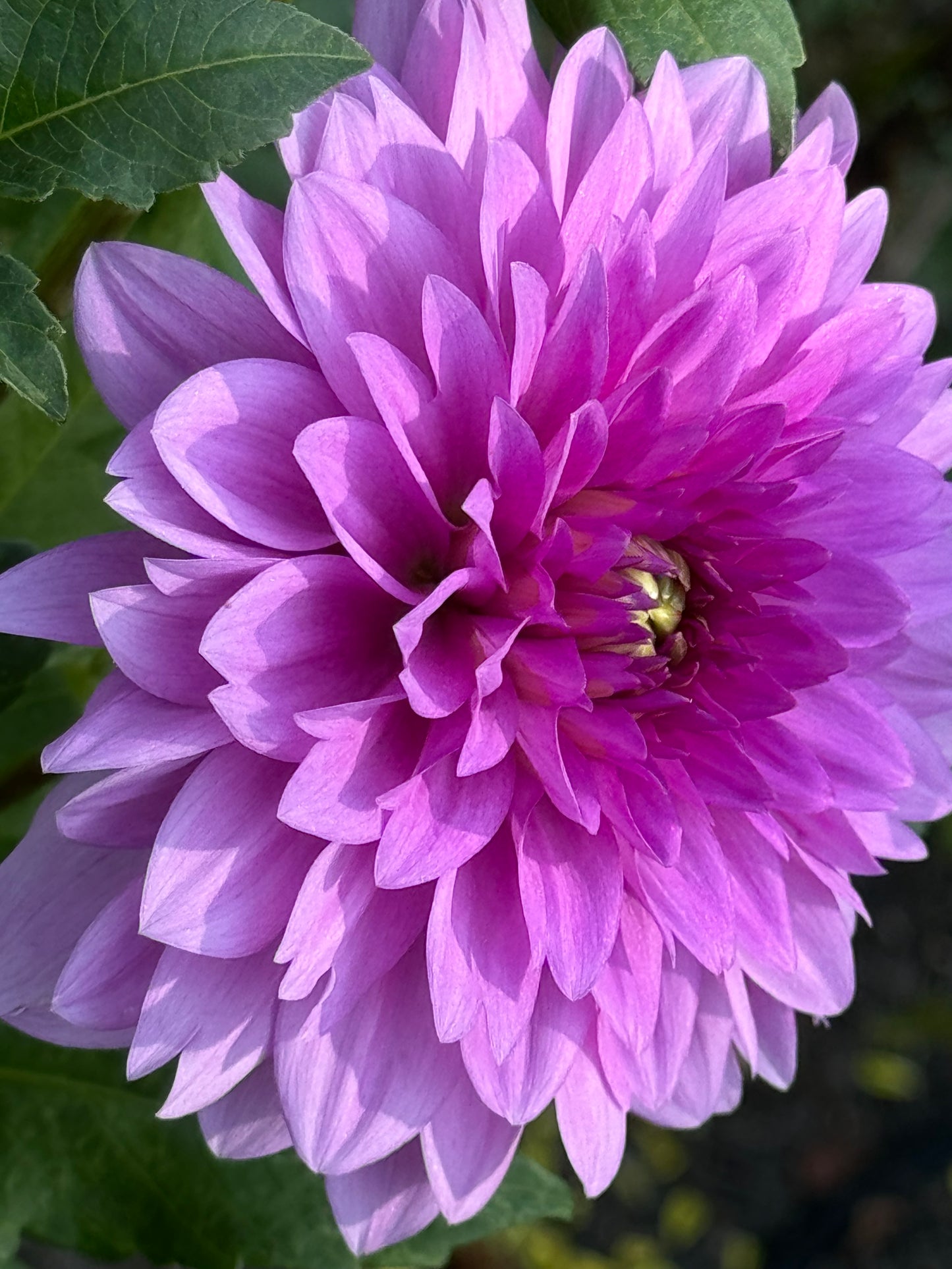 Blue Boy Dahlia