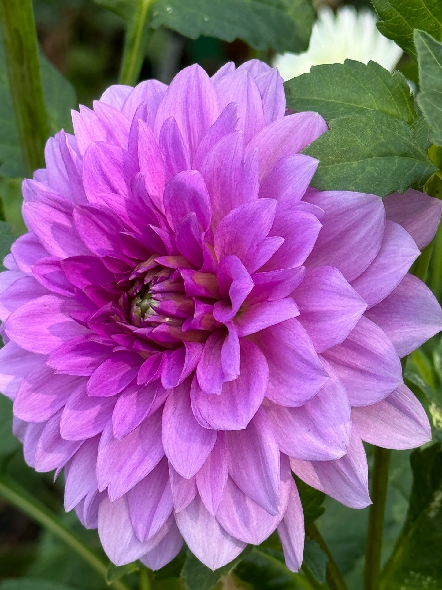 Blue Boy Dahlia