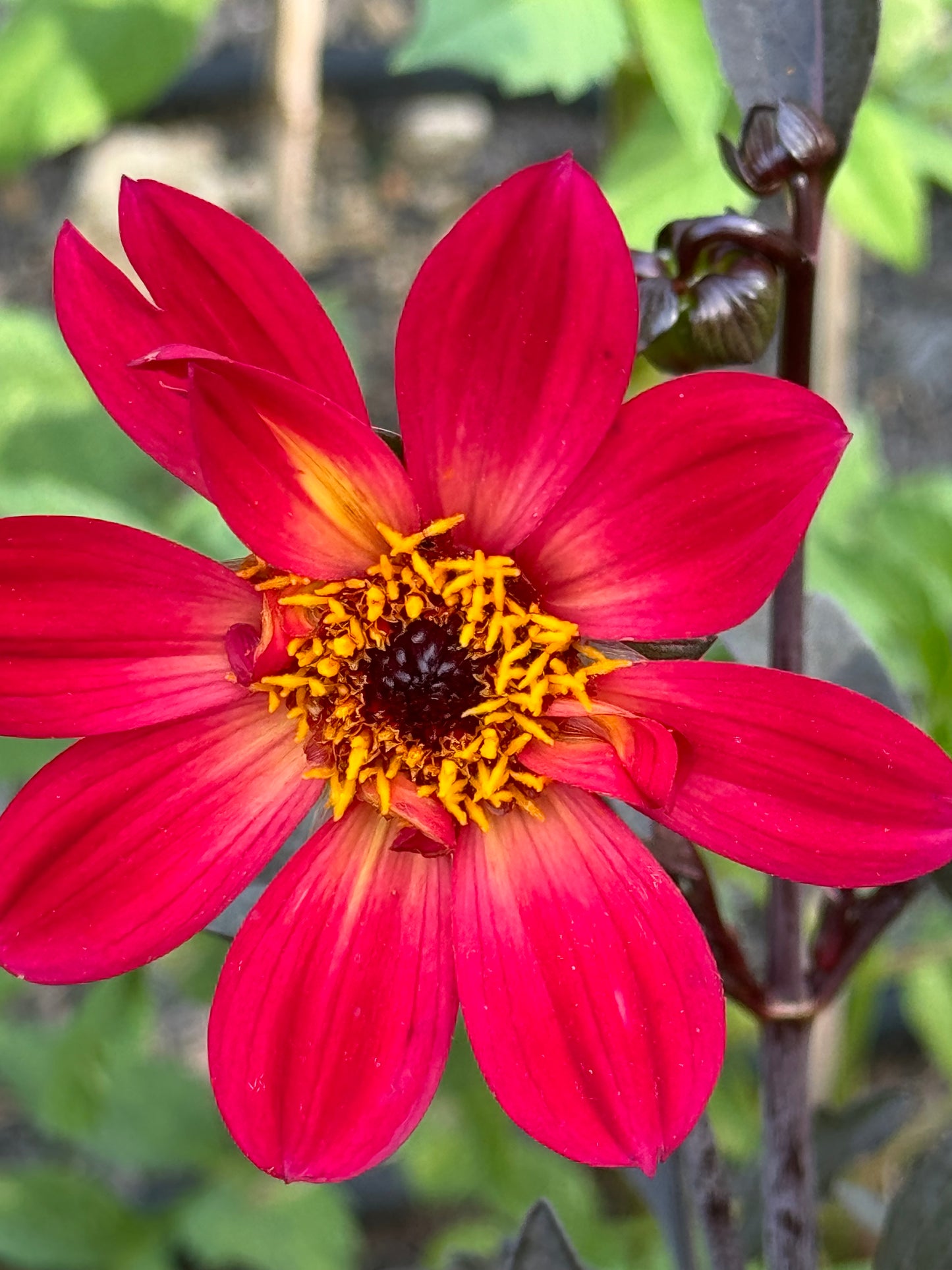 H S Flame Dahlia