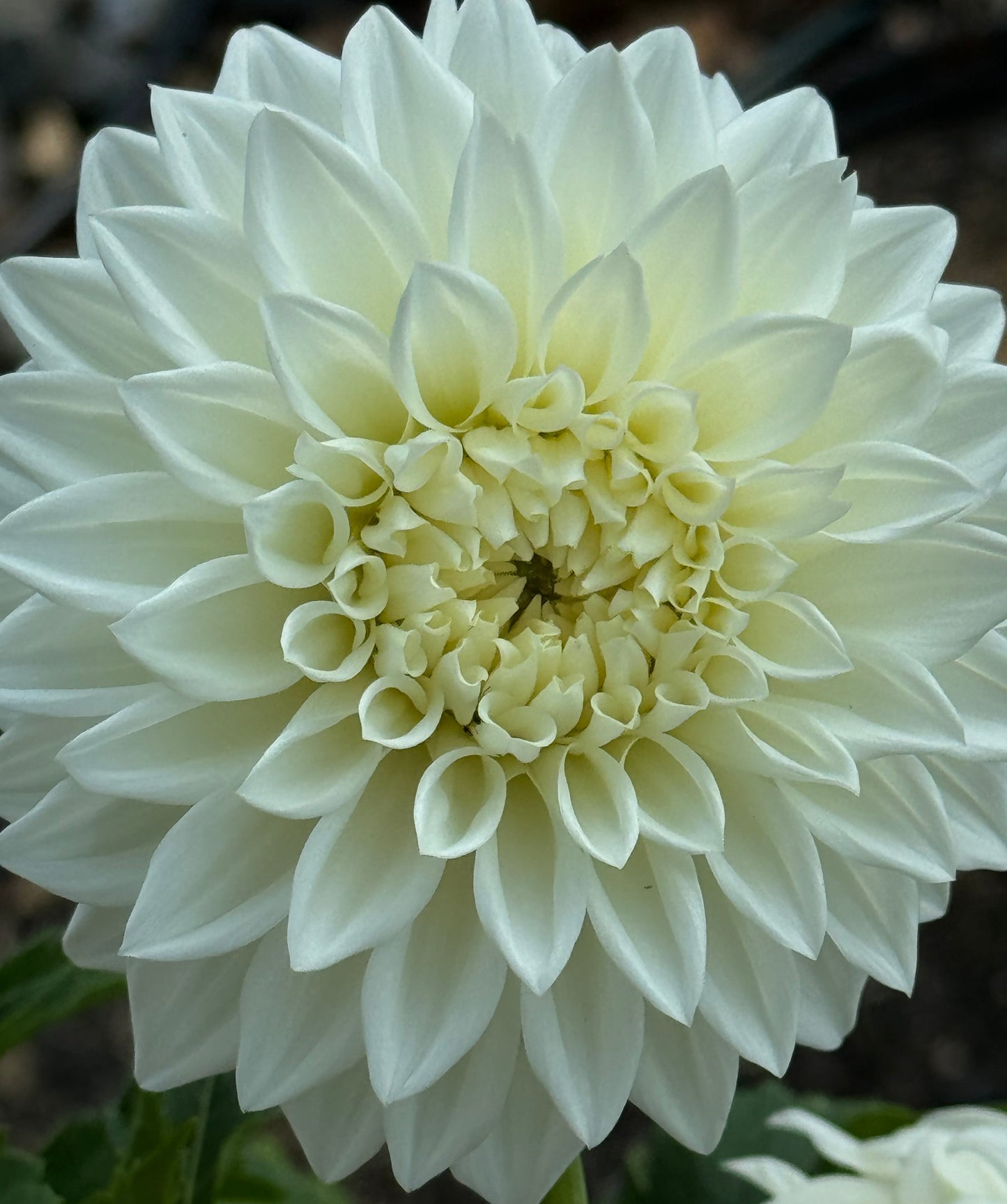 Allie White Dahlia