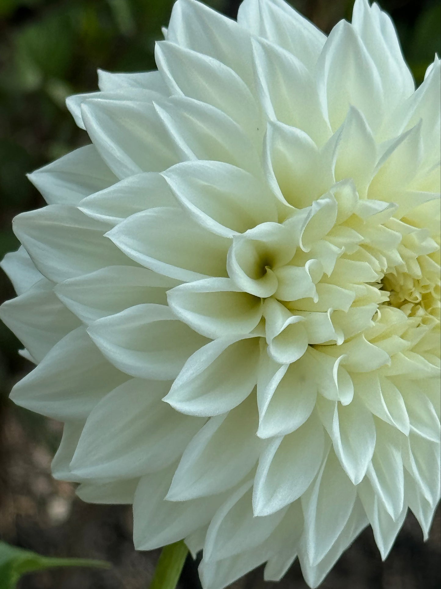 Allie White Dahlia