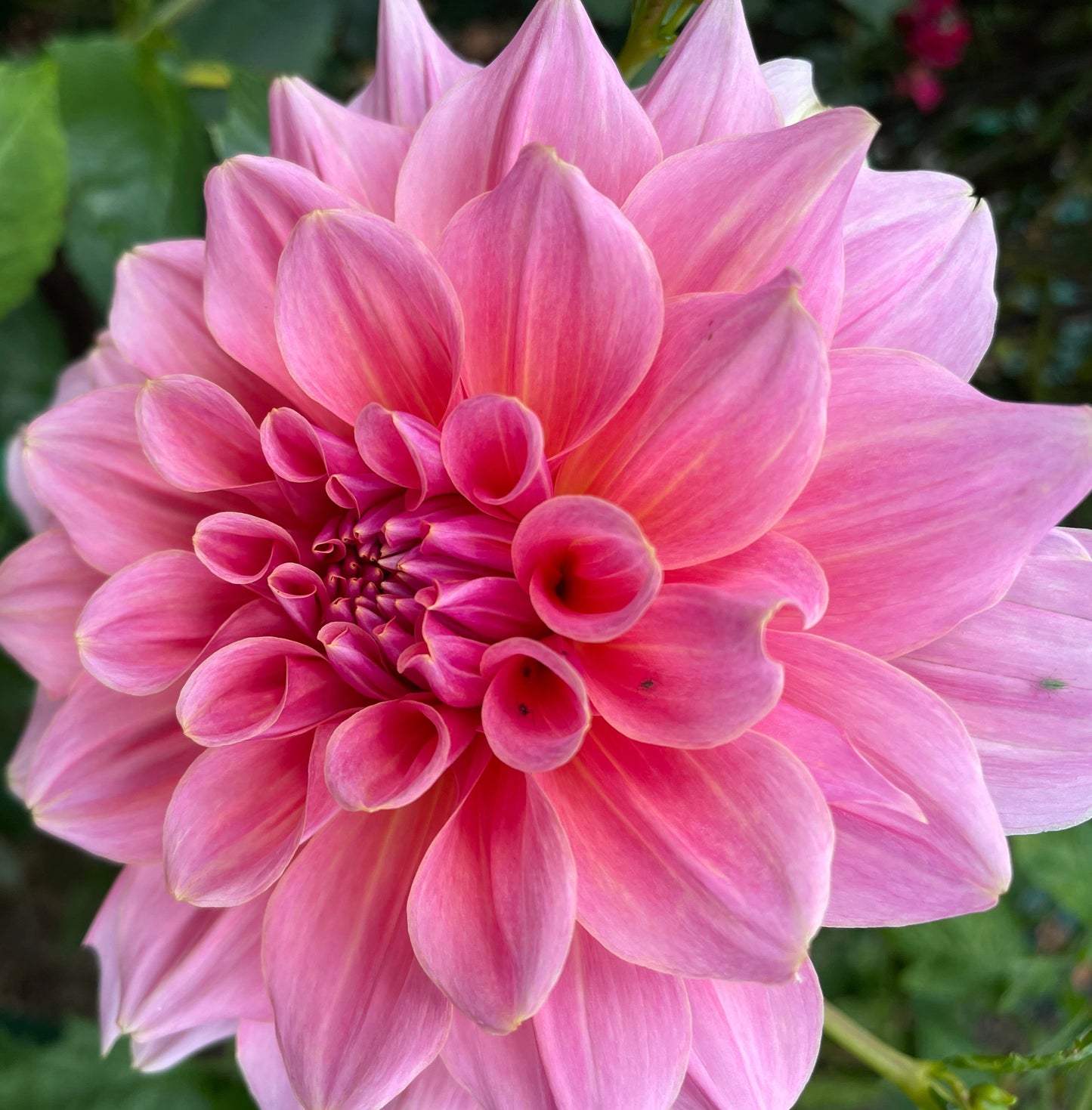 Otto's Thrill Dahlia