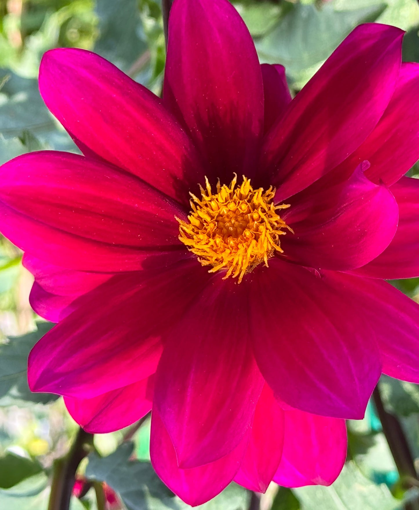 Purple Victory Dahlia