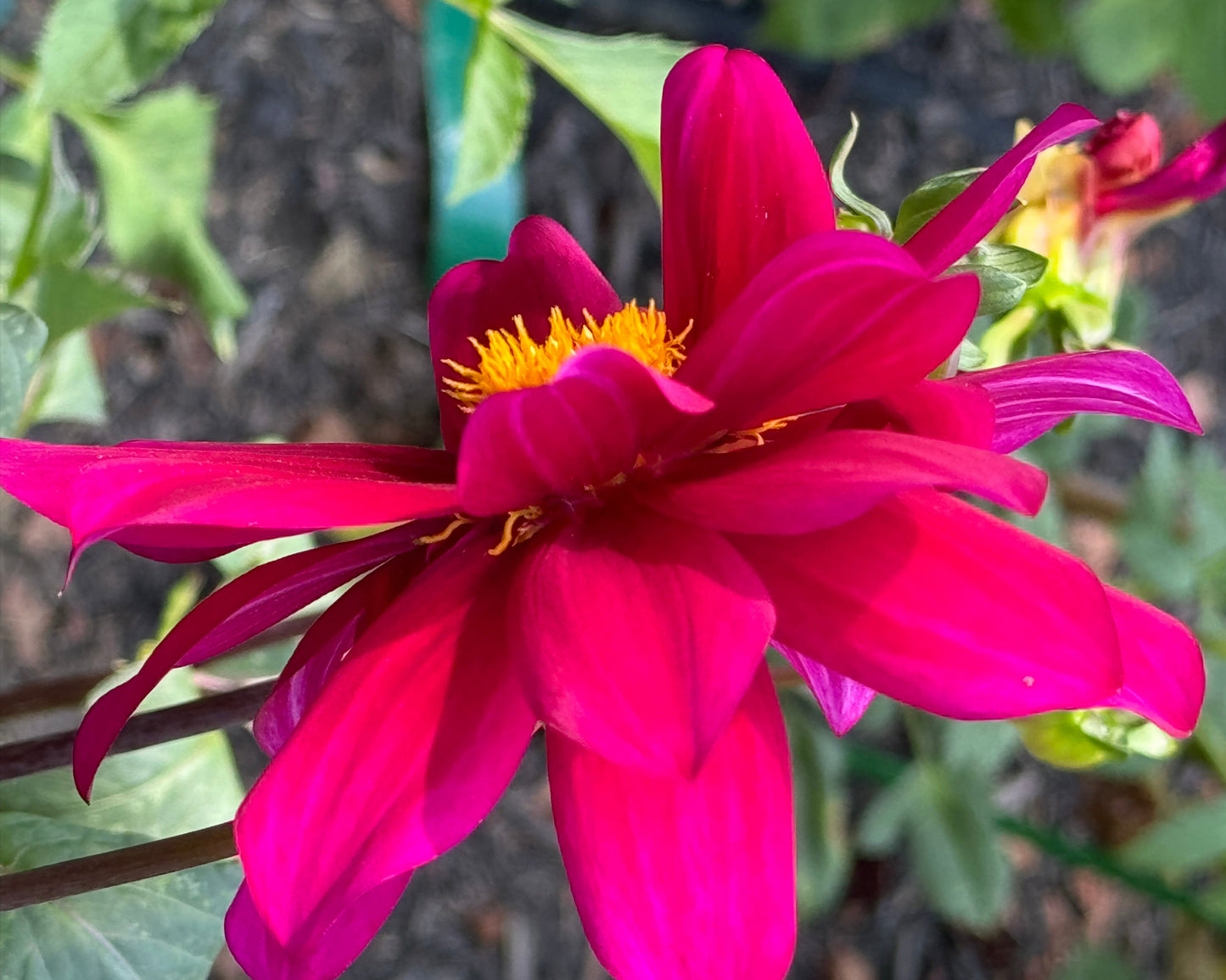 Purple Victory Dahlia