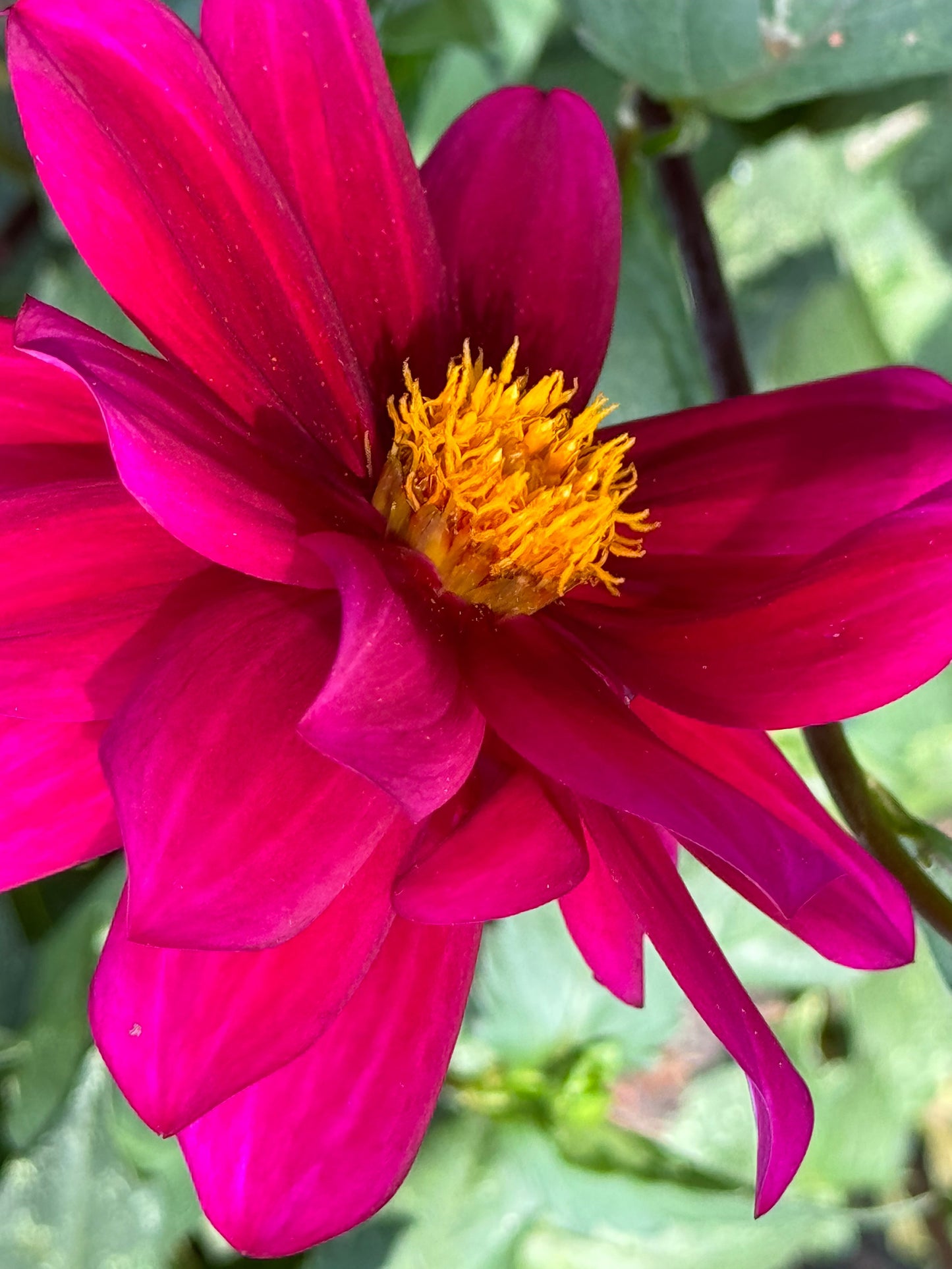 Purple Victory Dahlia