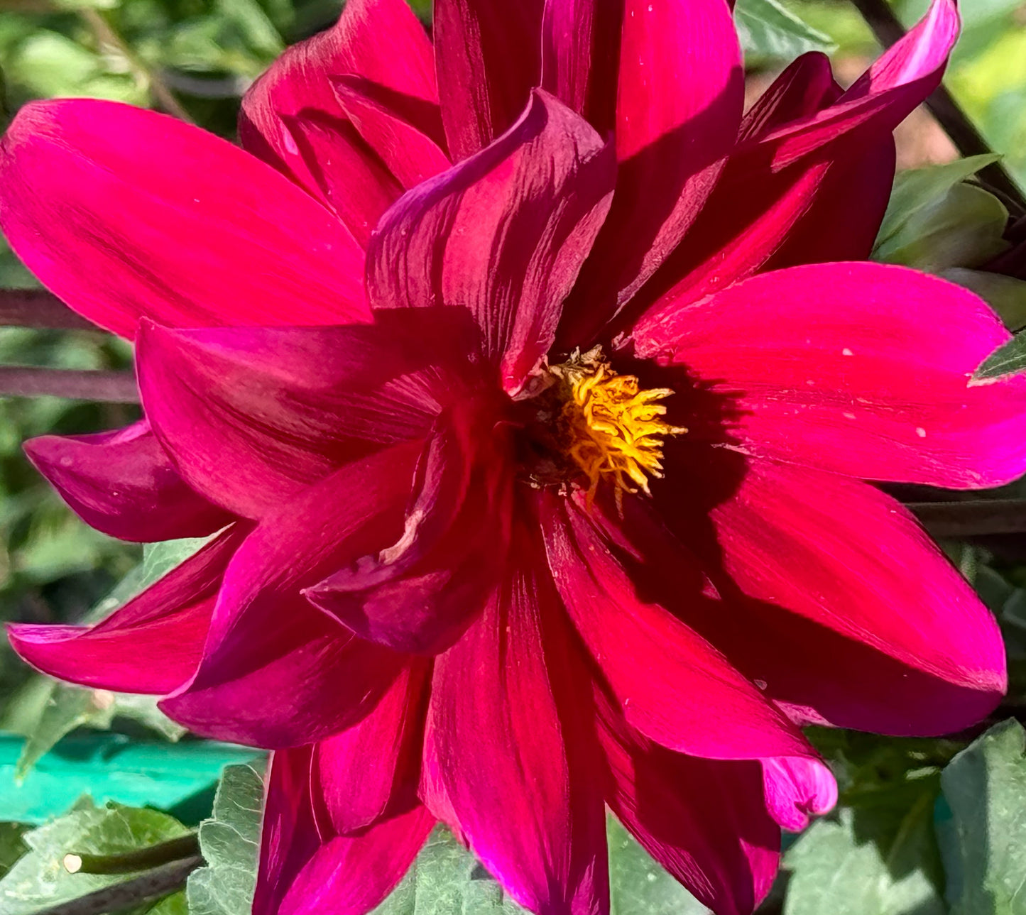 Purple Victory Dahlia