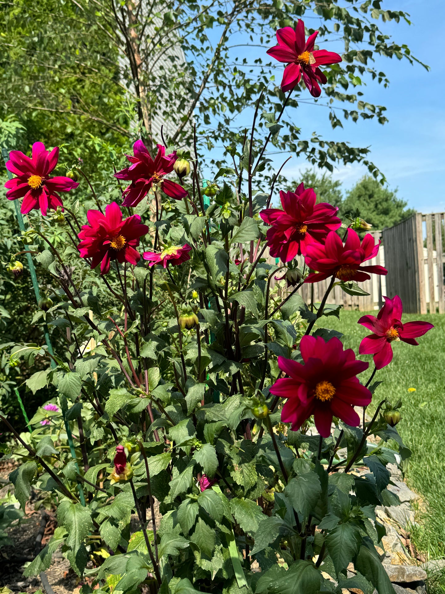 Purple Victory Dahlia