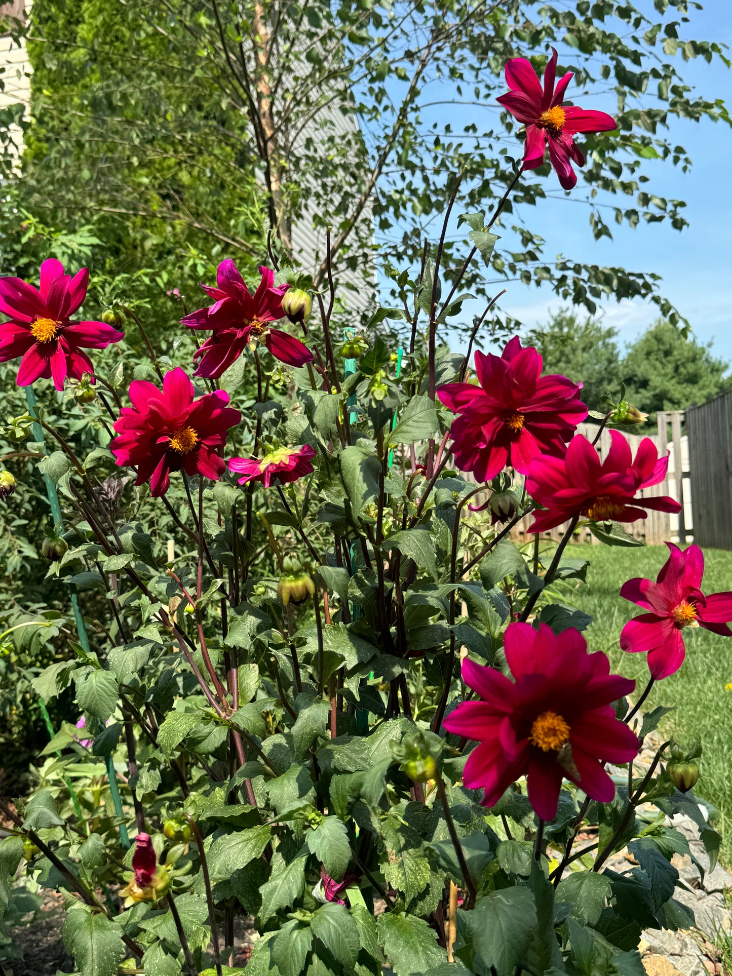 Purple Victory Dahlia