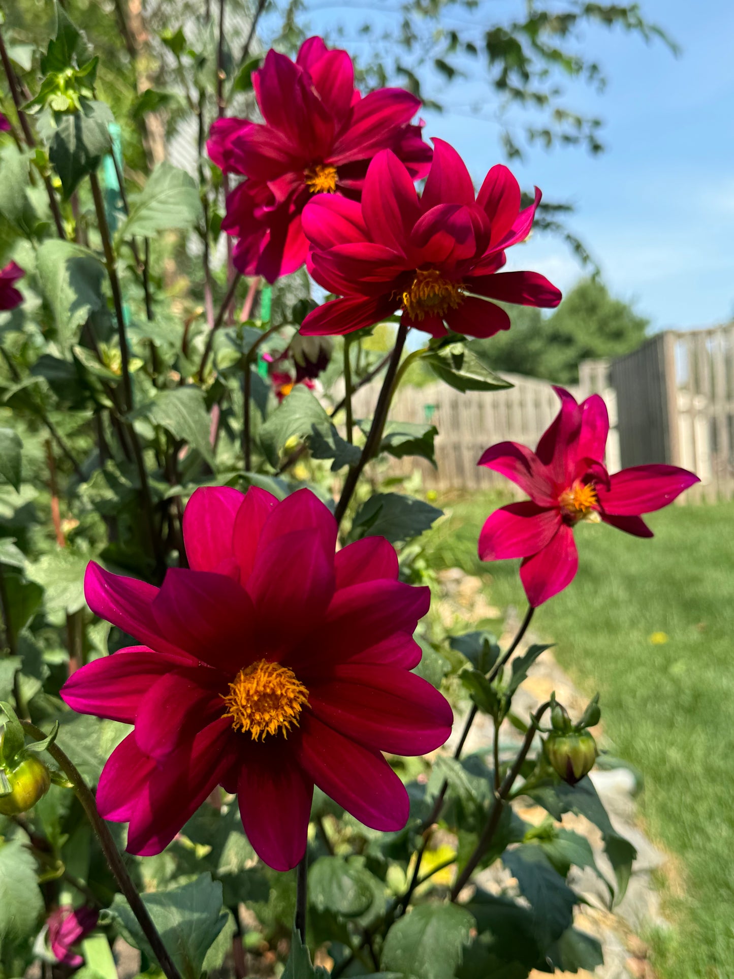 Purple Victory Dahlia