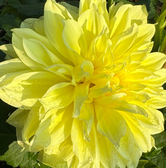 Tammy Foondle Dahlia