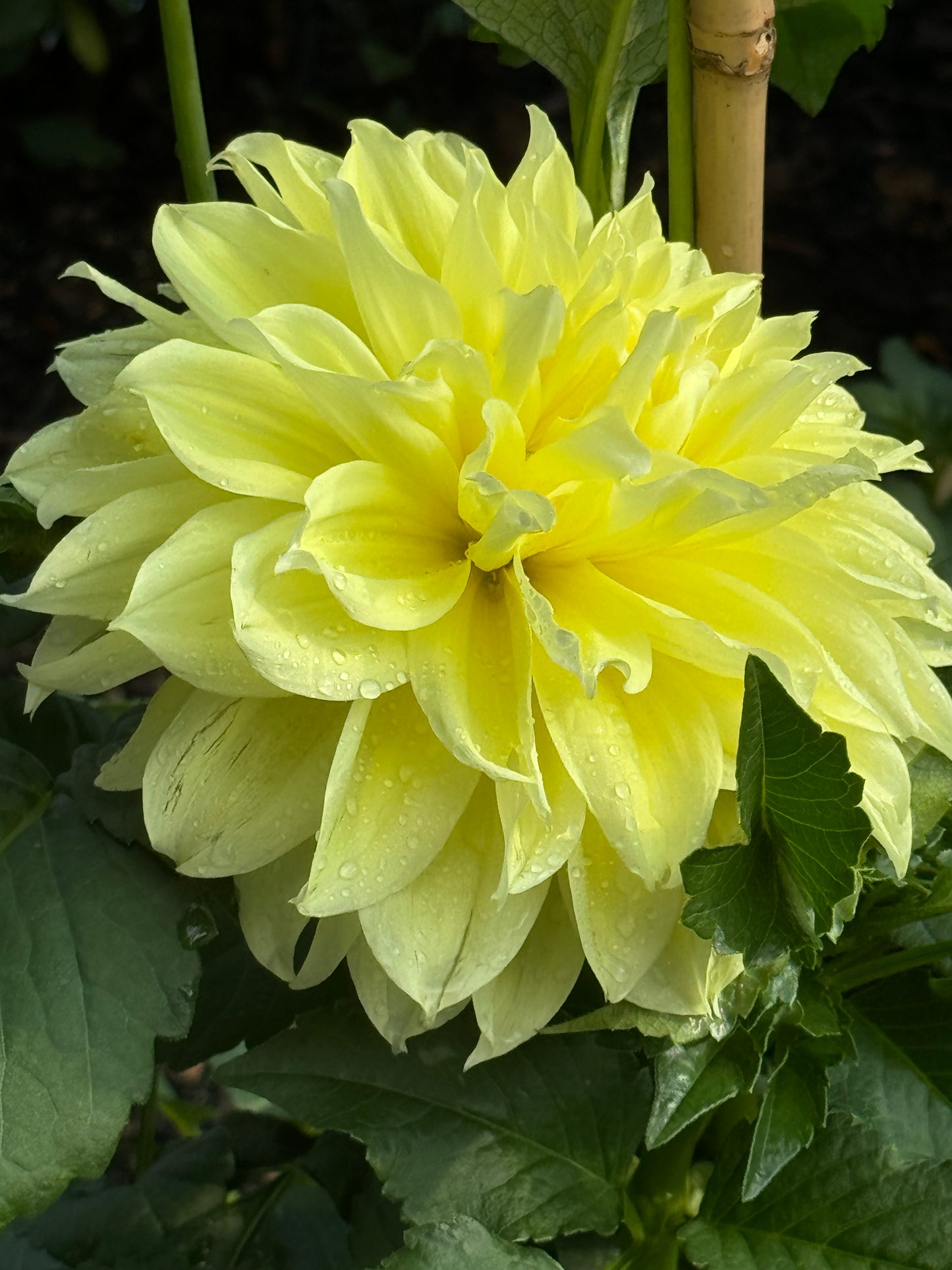 Scotty K. Dahlia