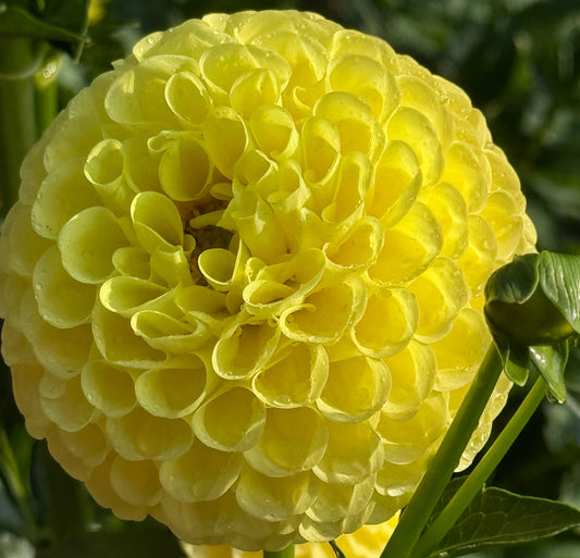 SB’s Sunny Dahlia