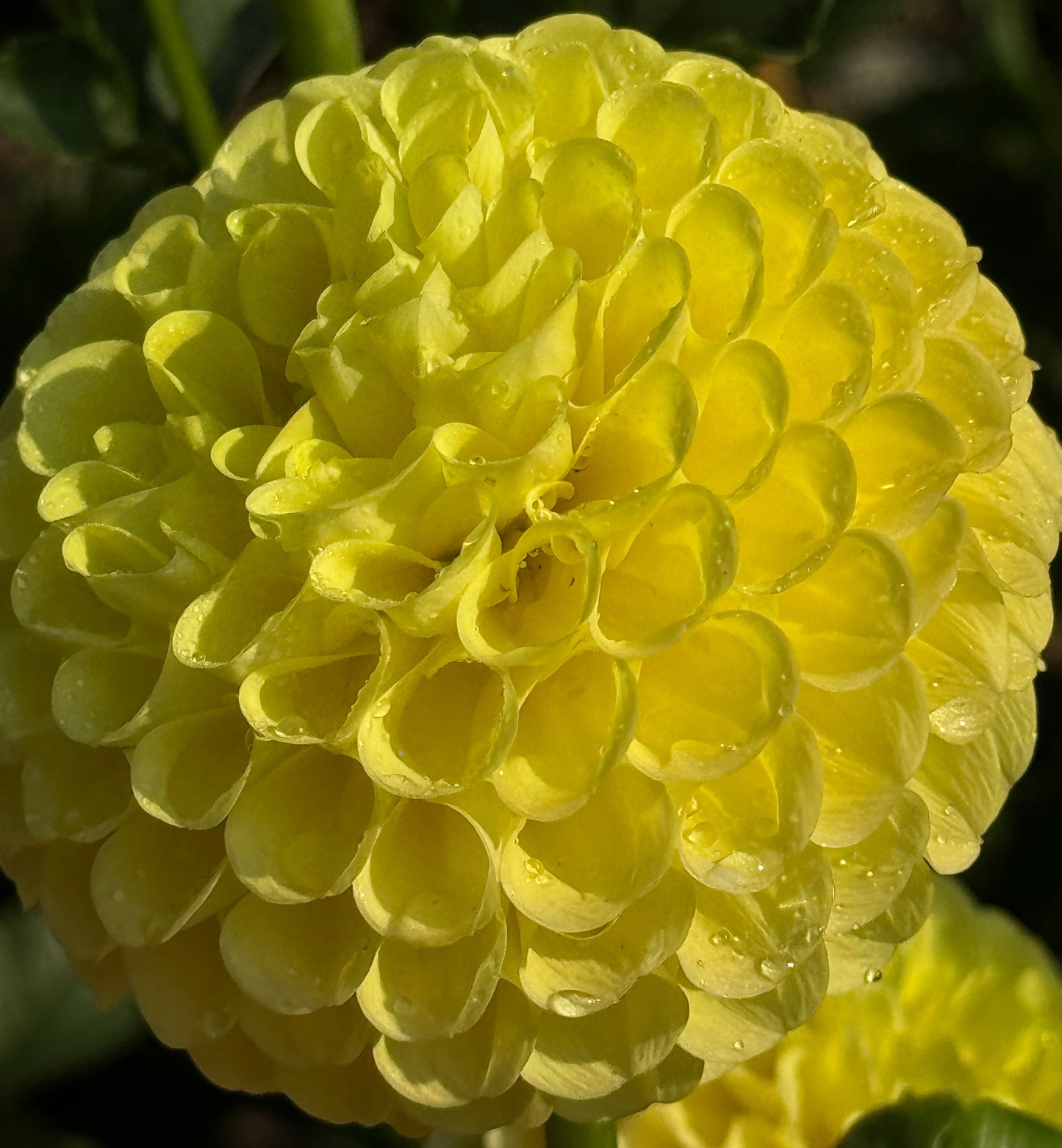 SB’s Sunny Dahlia