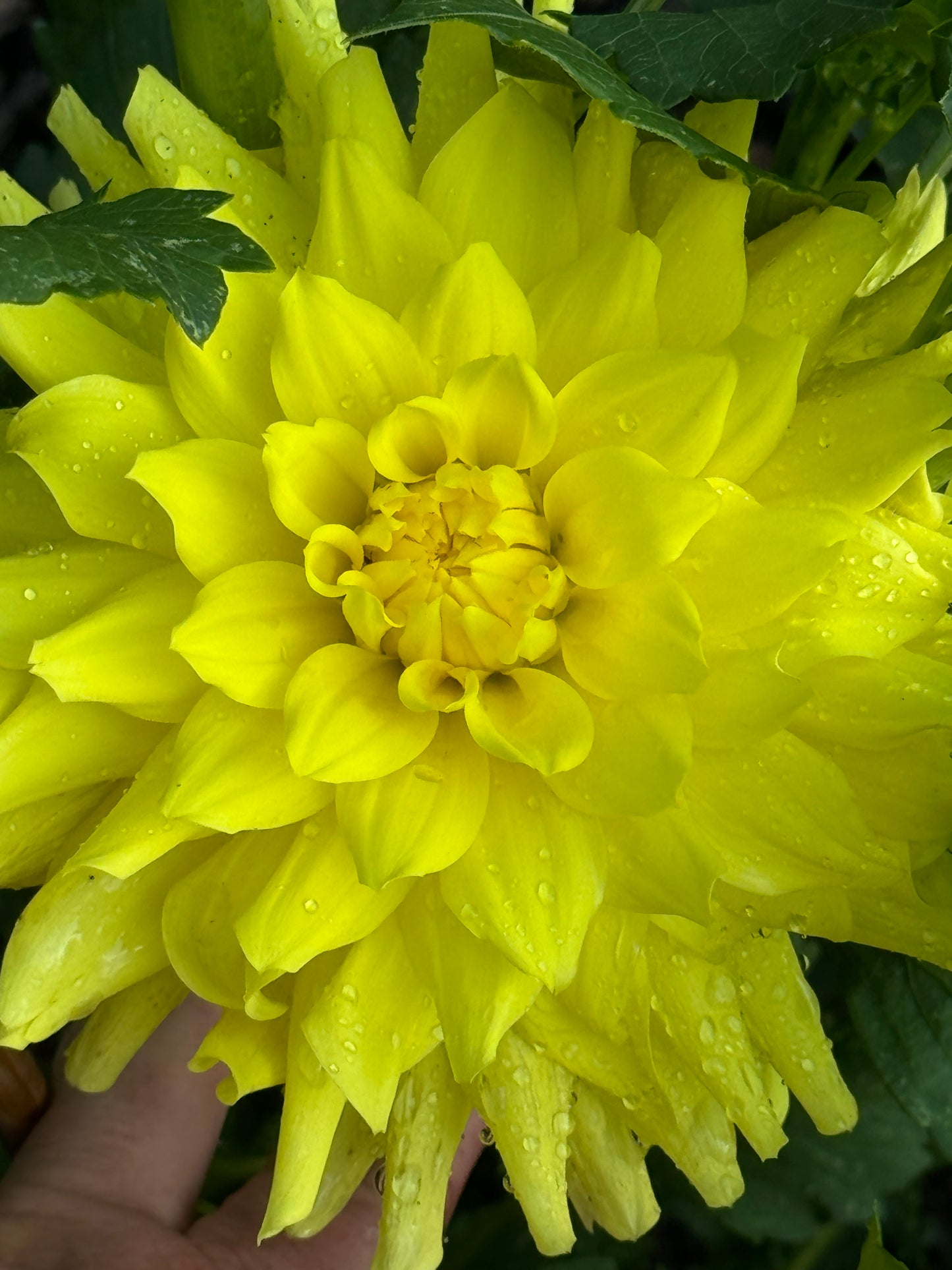 Sandia Fluffy Dahlia