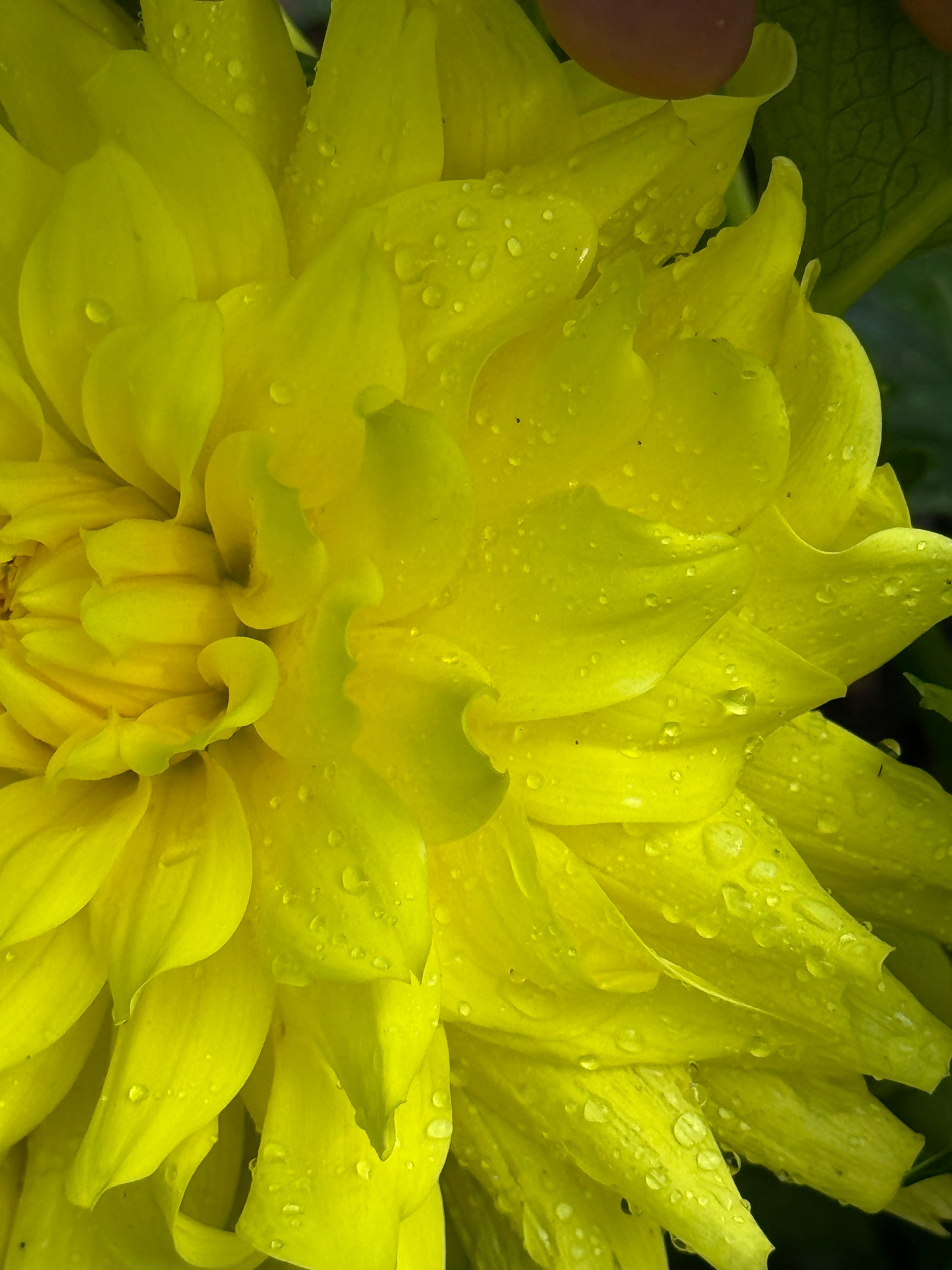 Sandia Fluffy Dahlia