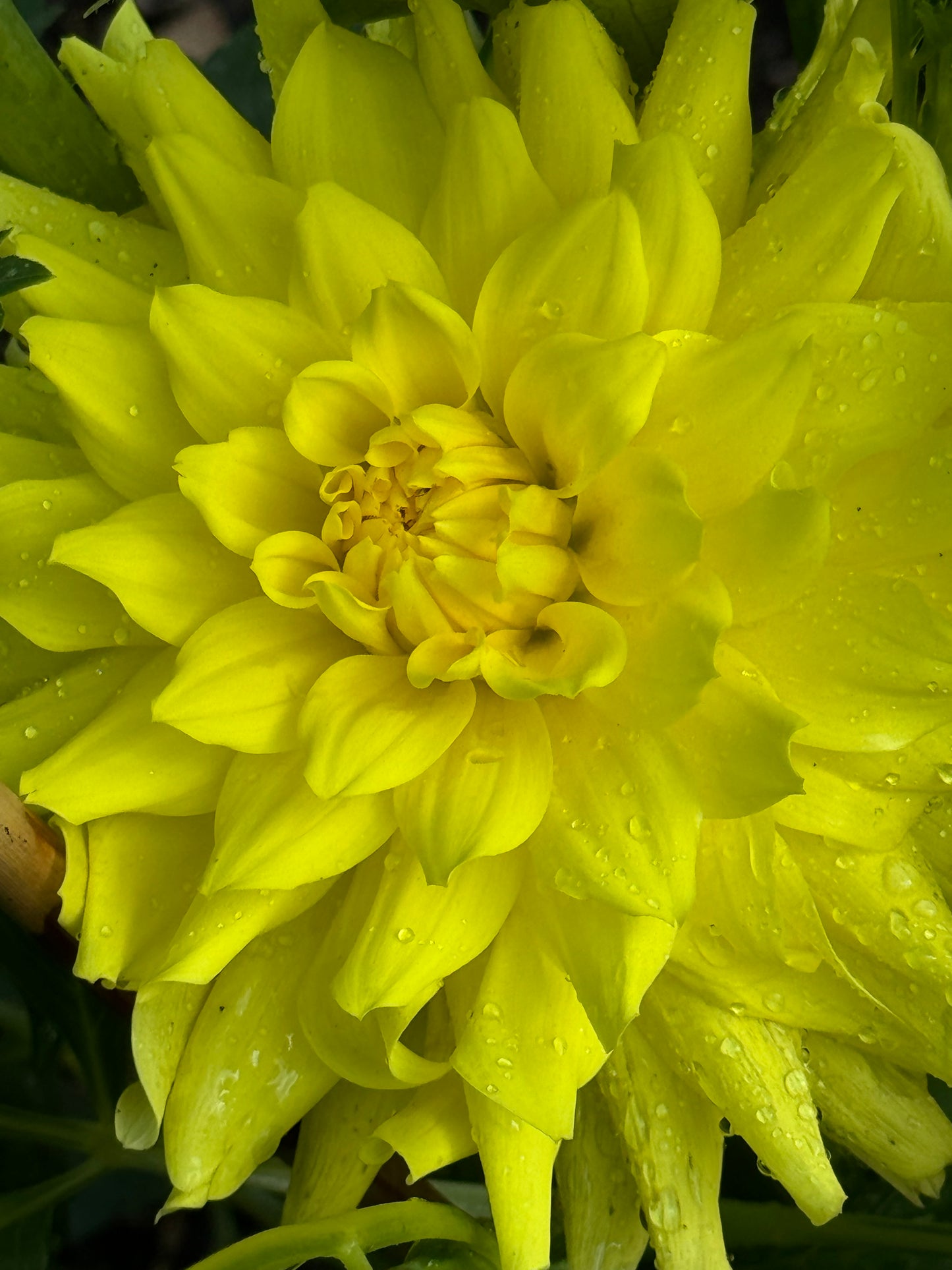 Wyn”s Neon Dream Dahlia