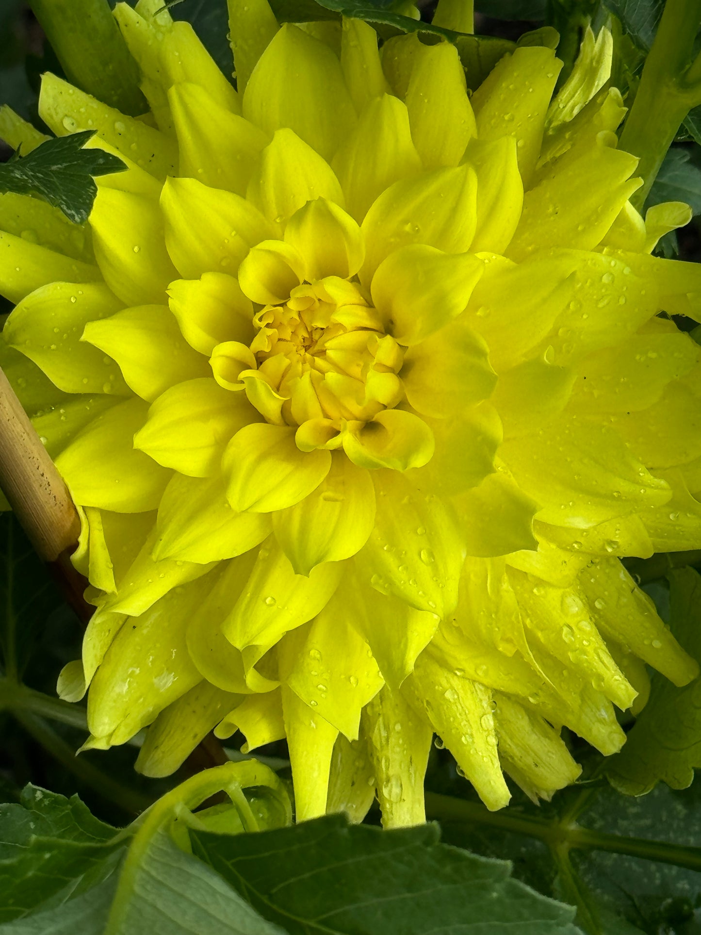 Wyn”s Neon Dream Dahlia