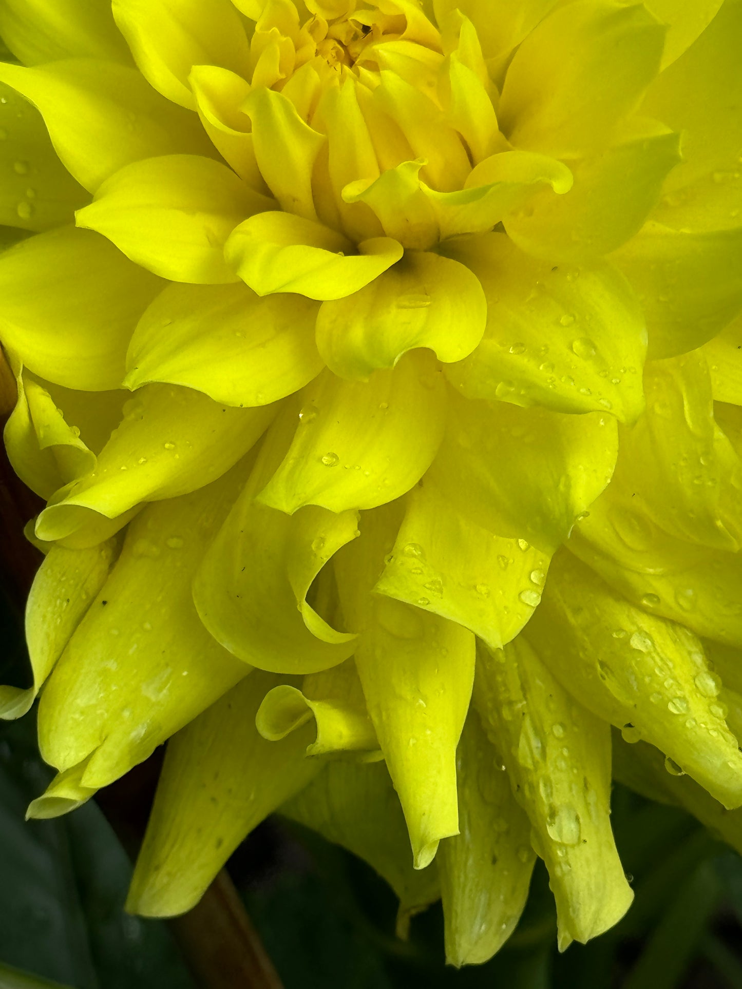 Sandia Fluffy Dahlia