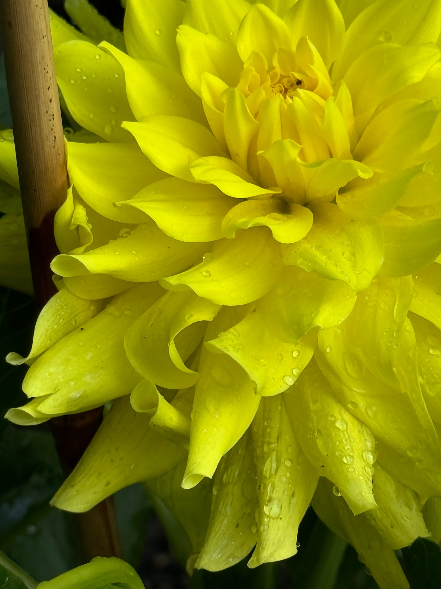 Sandia Fluffy Dahlia