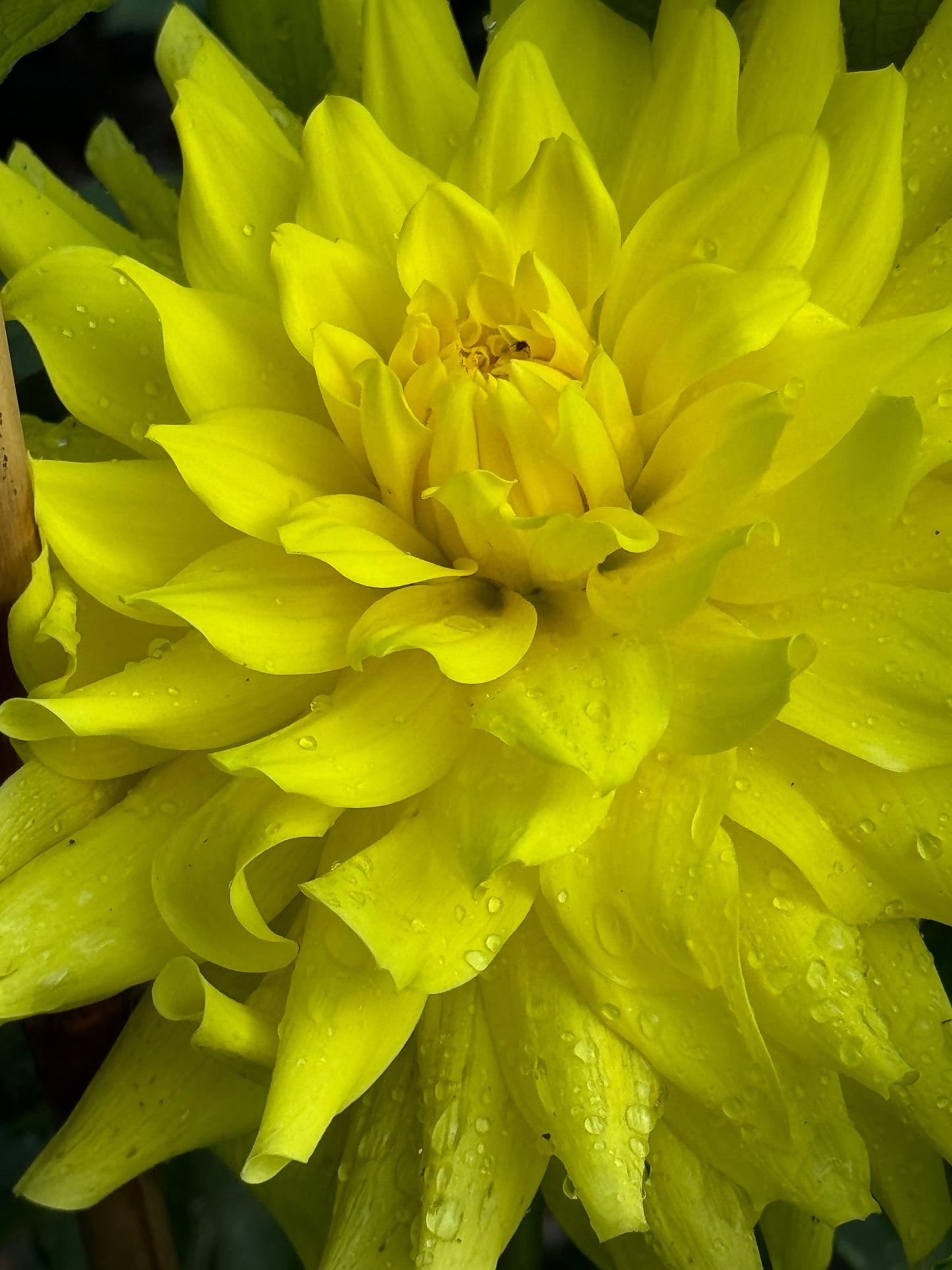 Wyn”s Neon Dream Dahlia