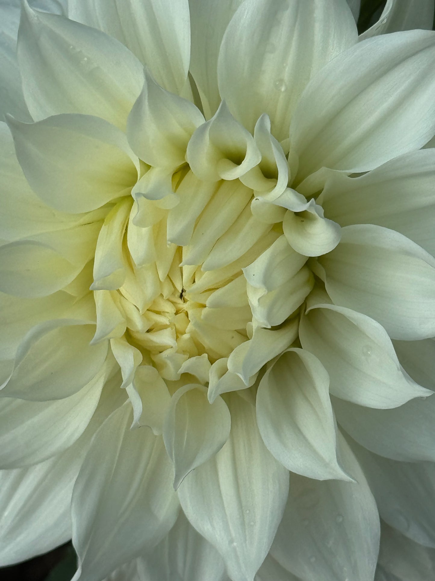 Yuukyu Dahlia