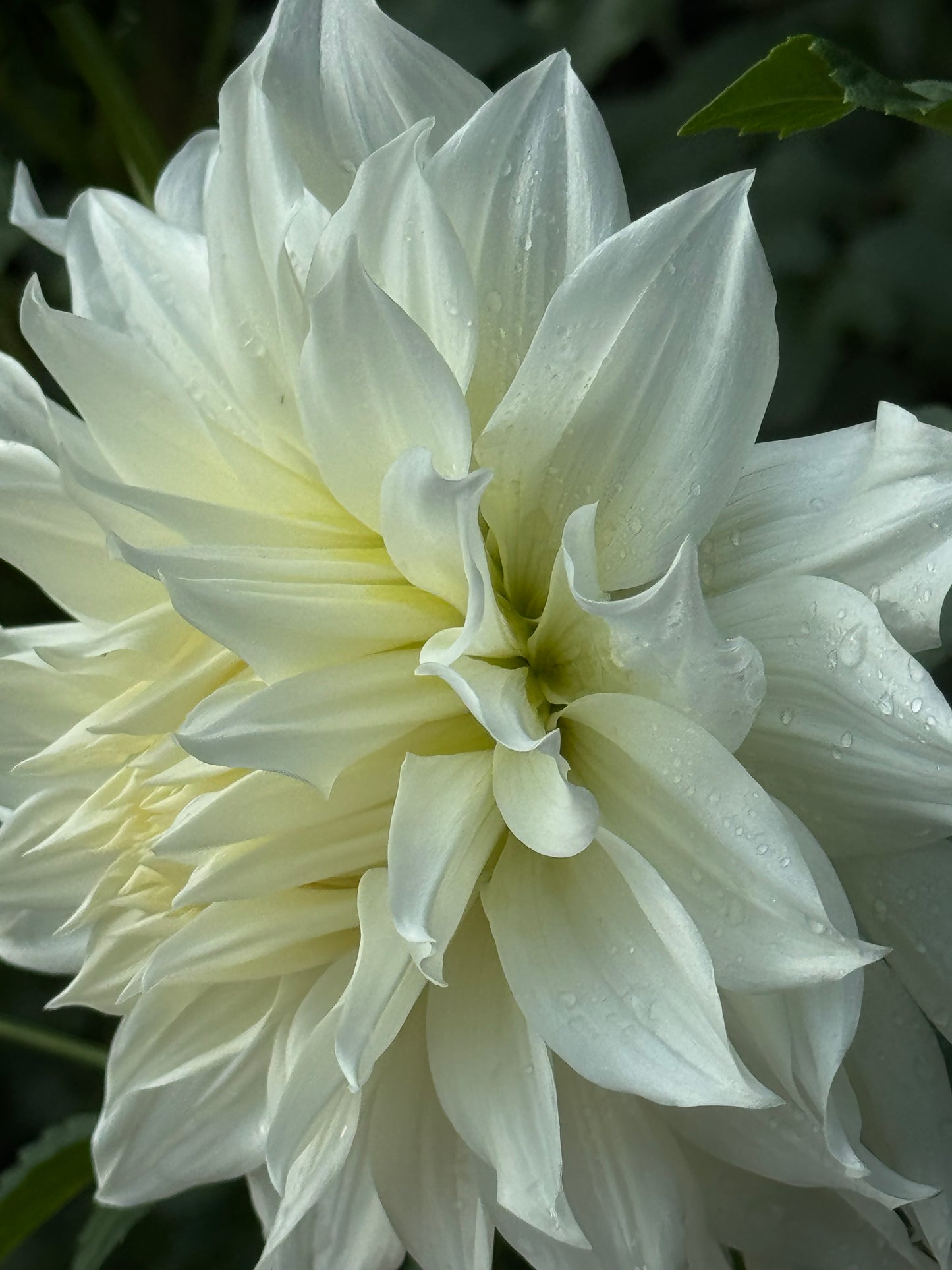 Yuukyu Dahlia