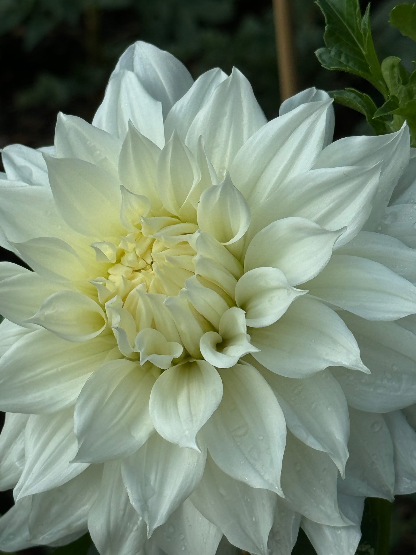 Yuukyu Dahlia