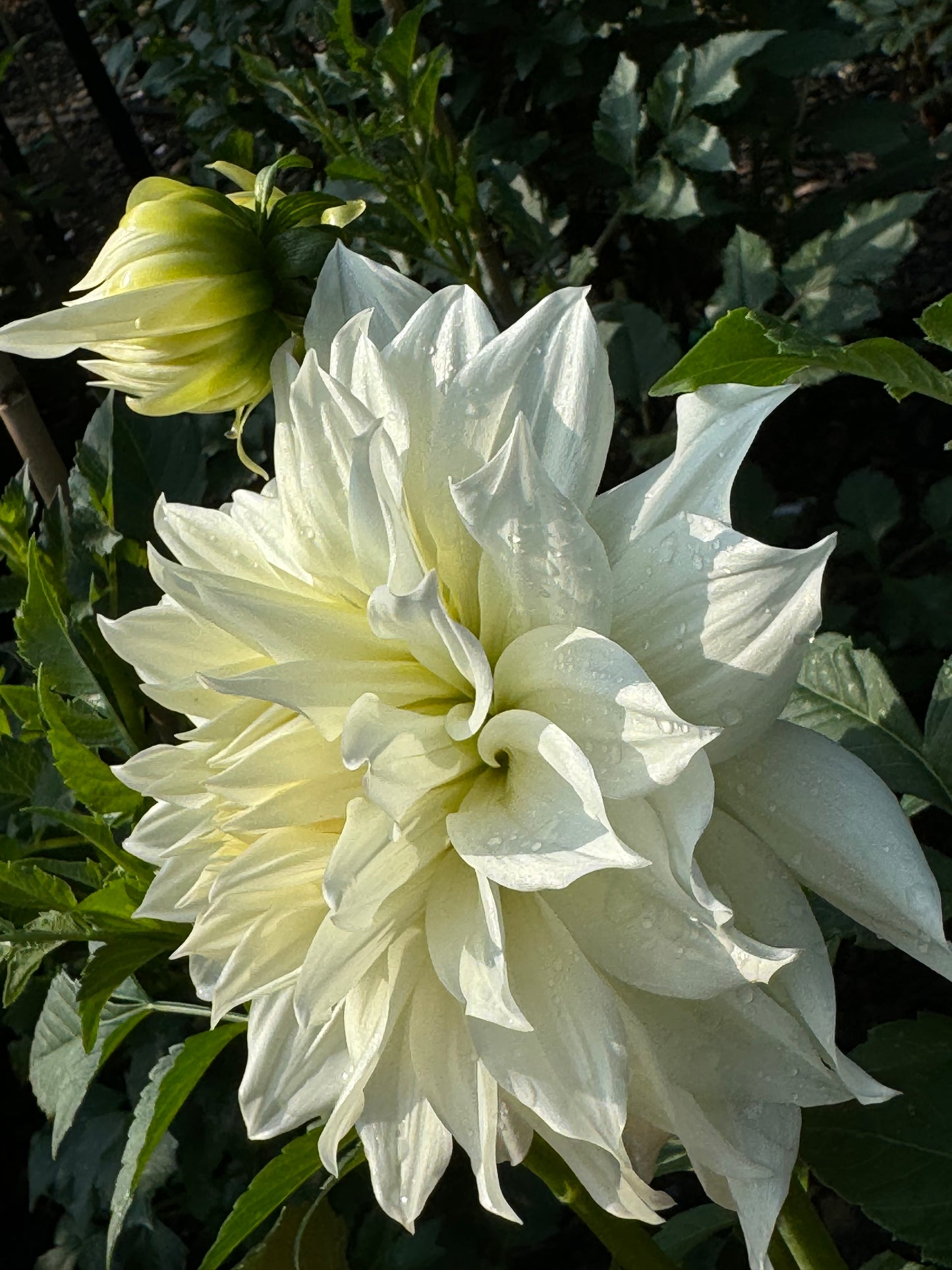 Yuukyu Dahlia