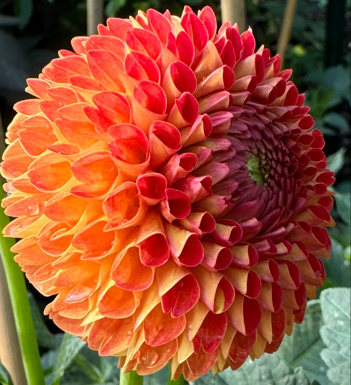 Ms Kennedy Dahlia