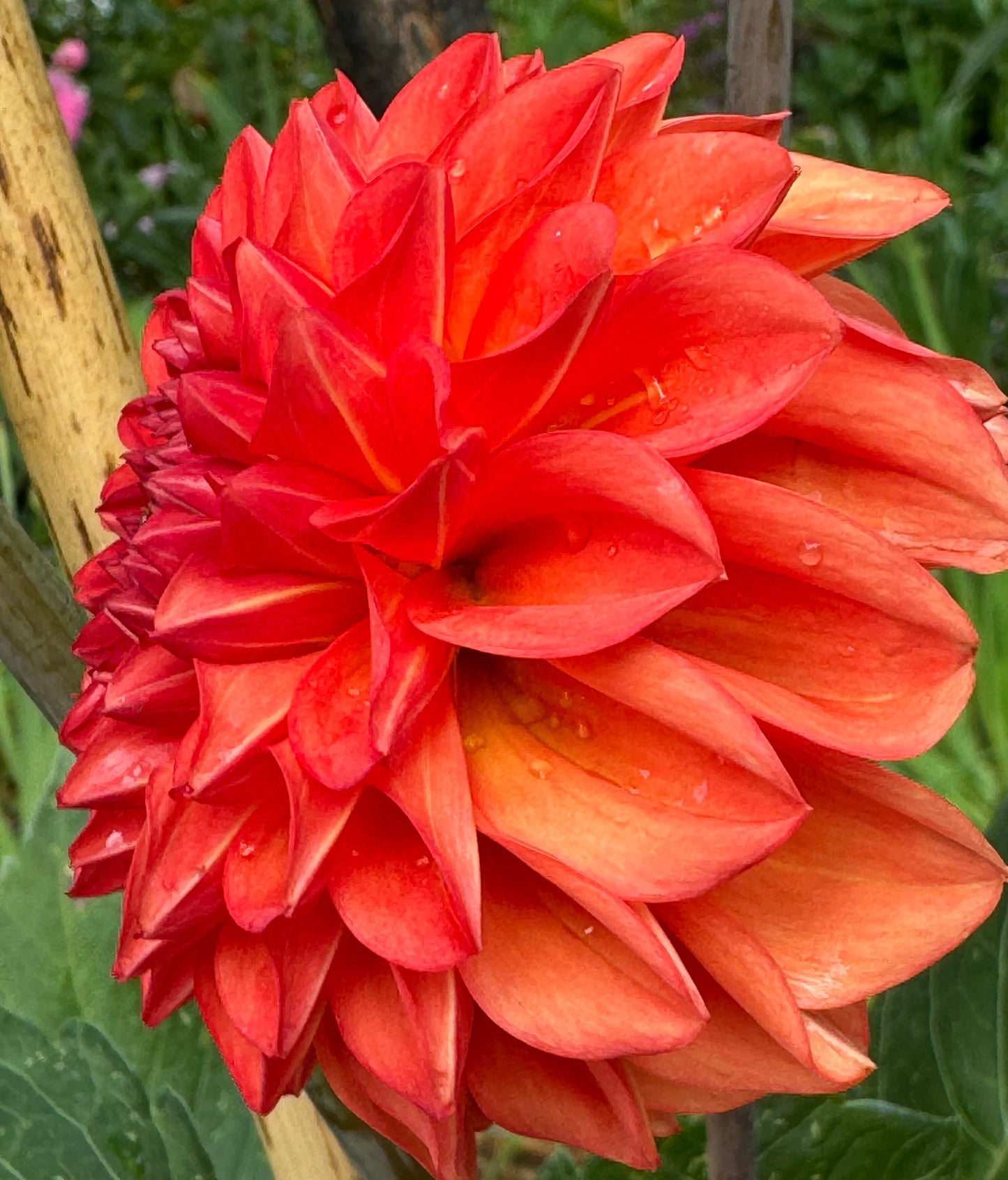 Elks Wishing Bone Dahlia