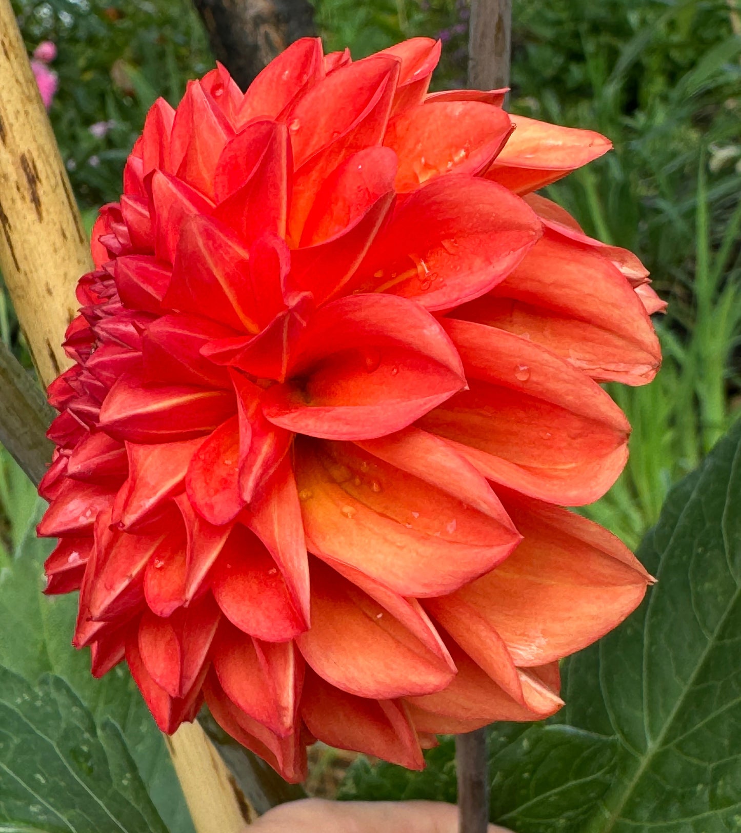 Prince of Orange Dahlia