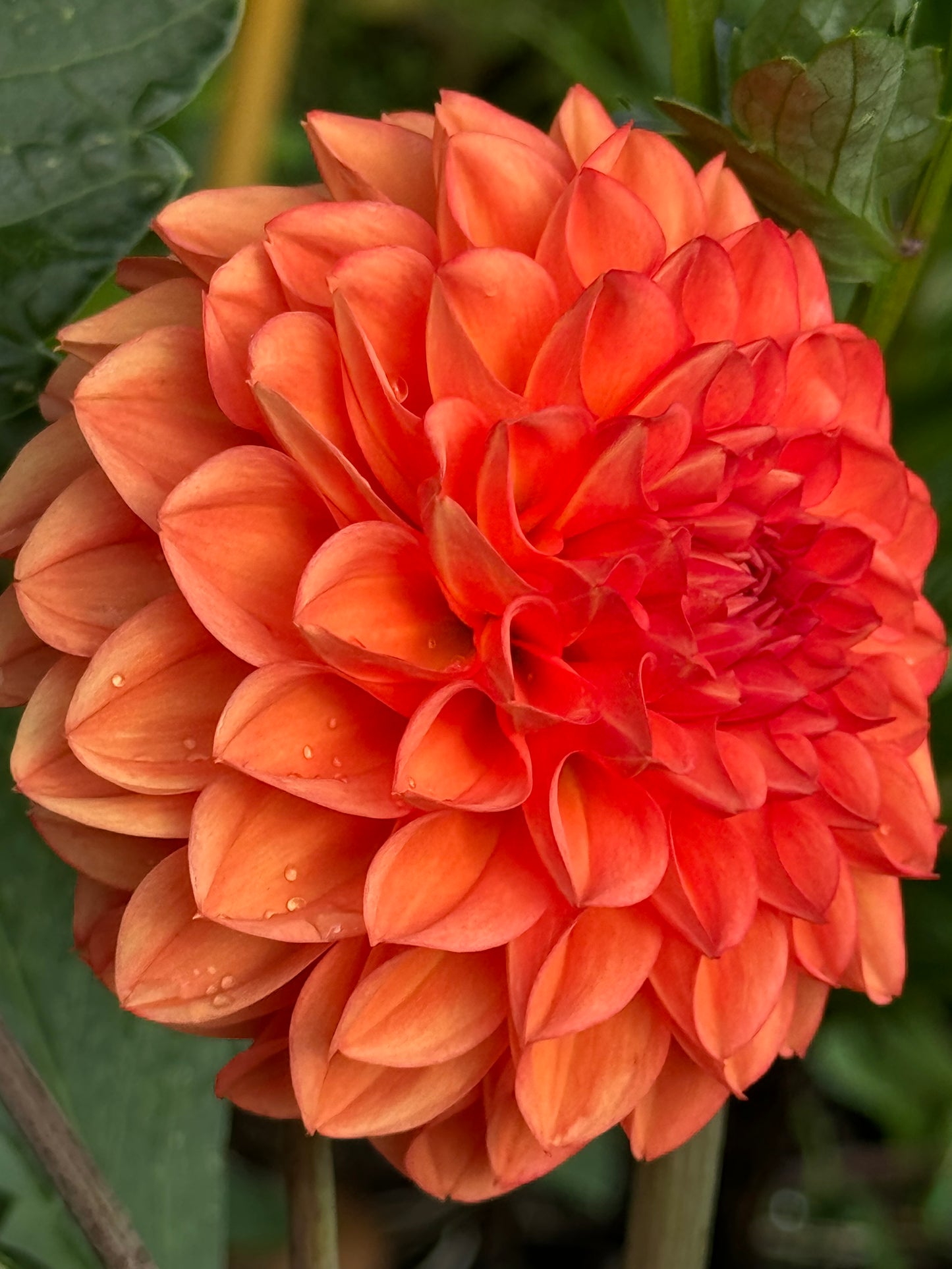 Prince of Orange Dahlia